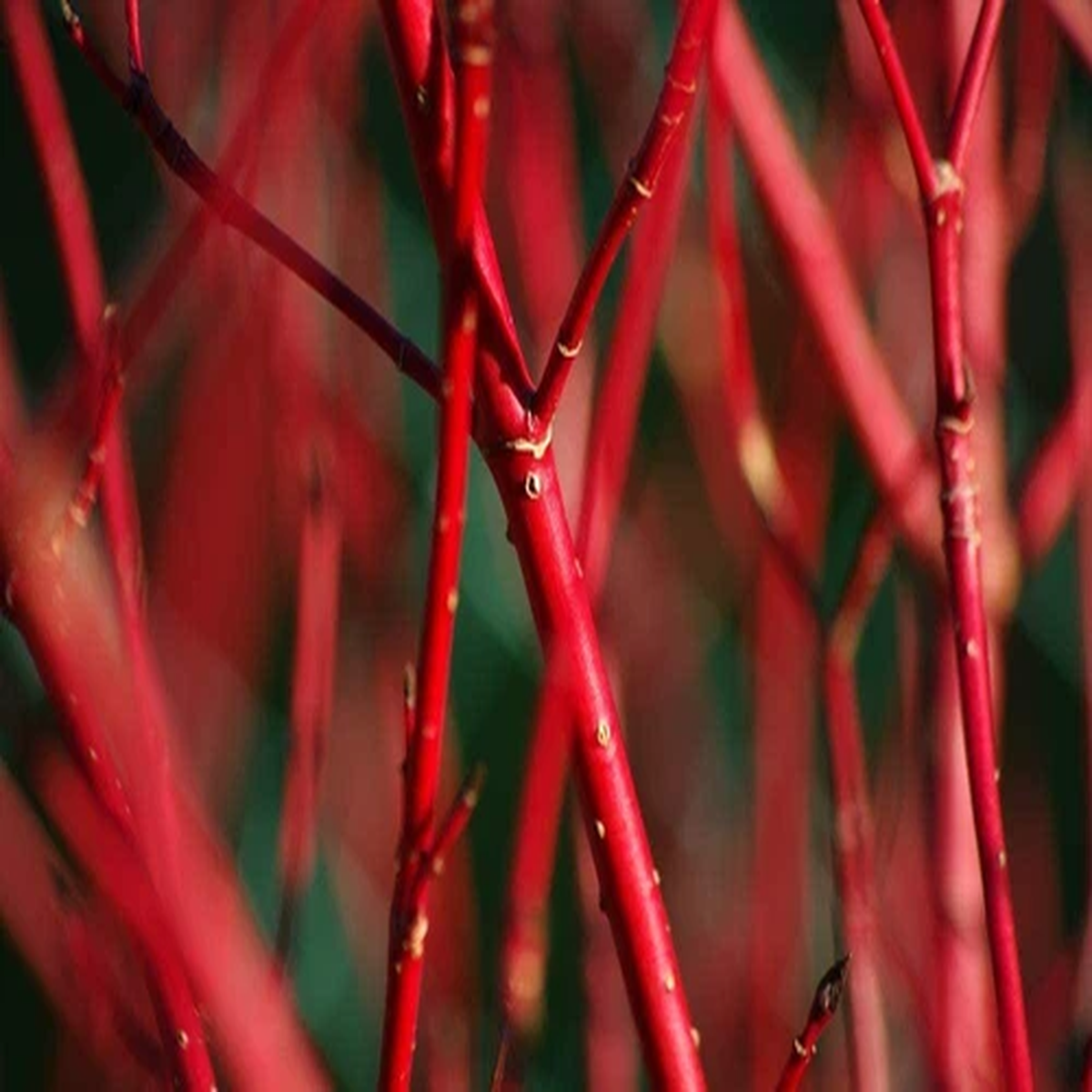 4 Red Dogwood Cuttings to Plant - No Roots, Easy to Grow