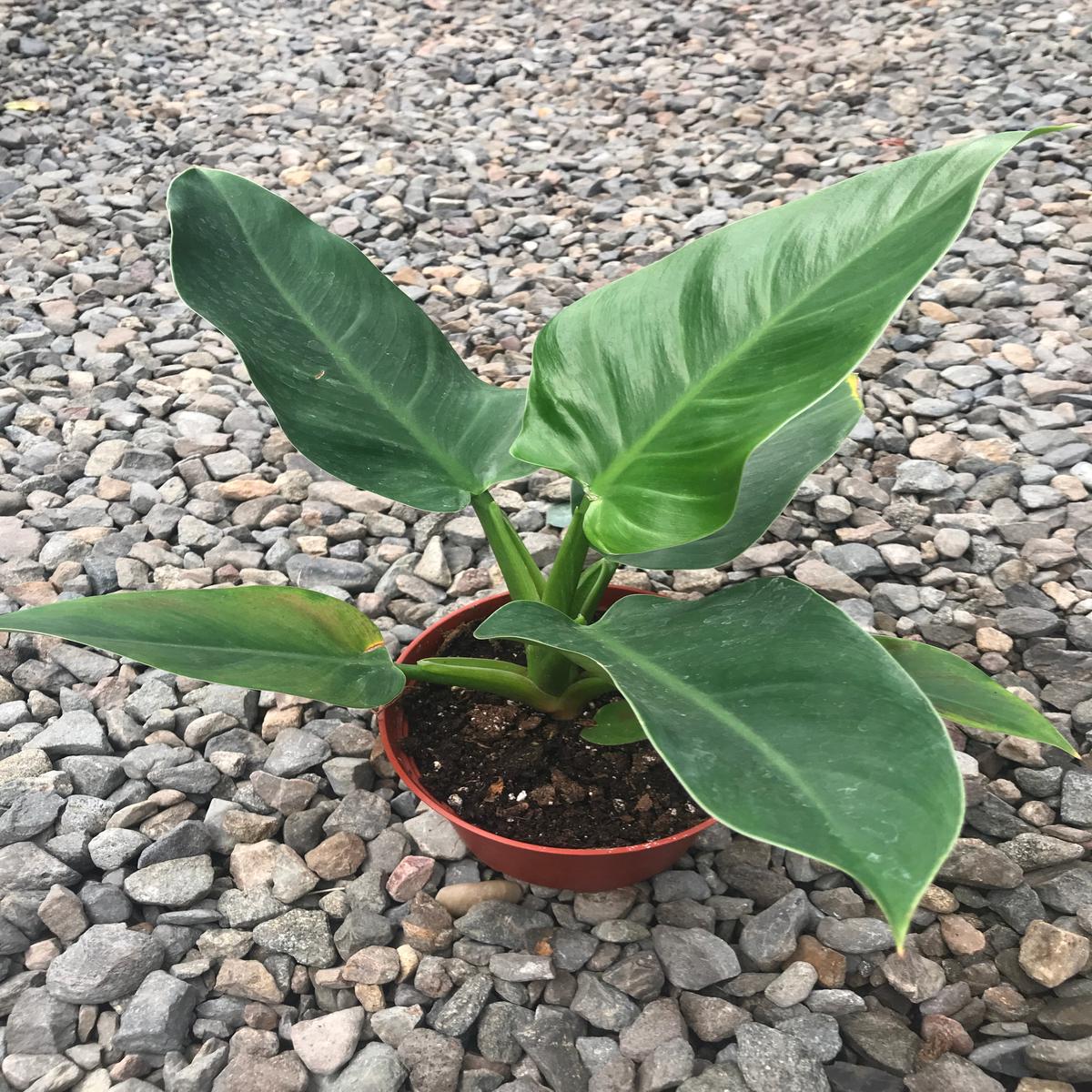 6" Philodendron Imperial Green