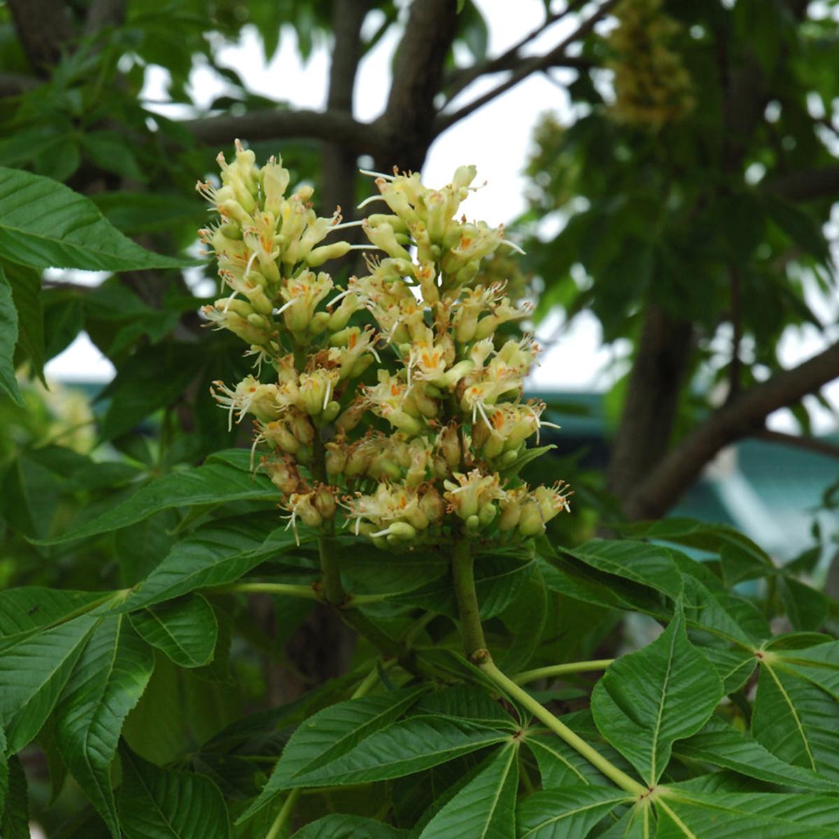 Autumn Splendor Horse Chestnut