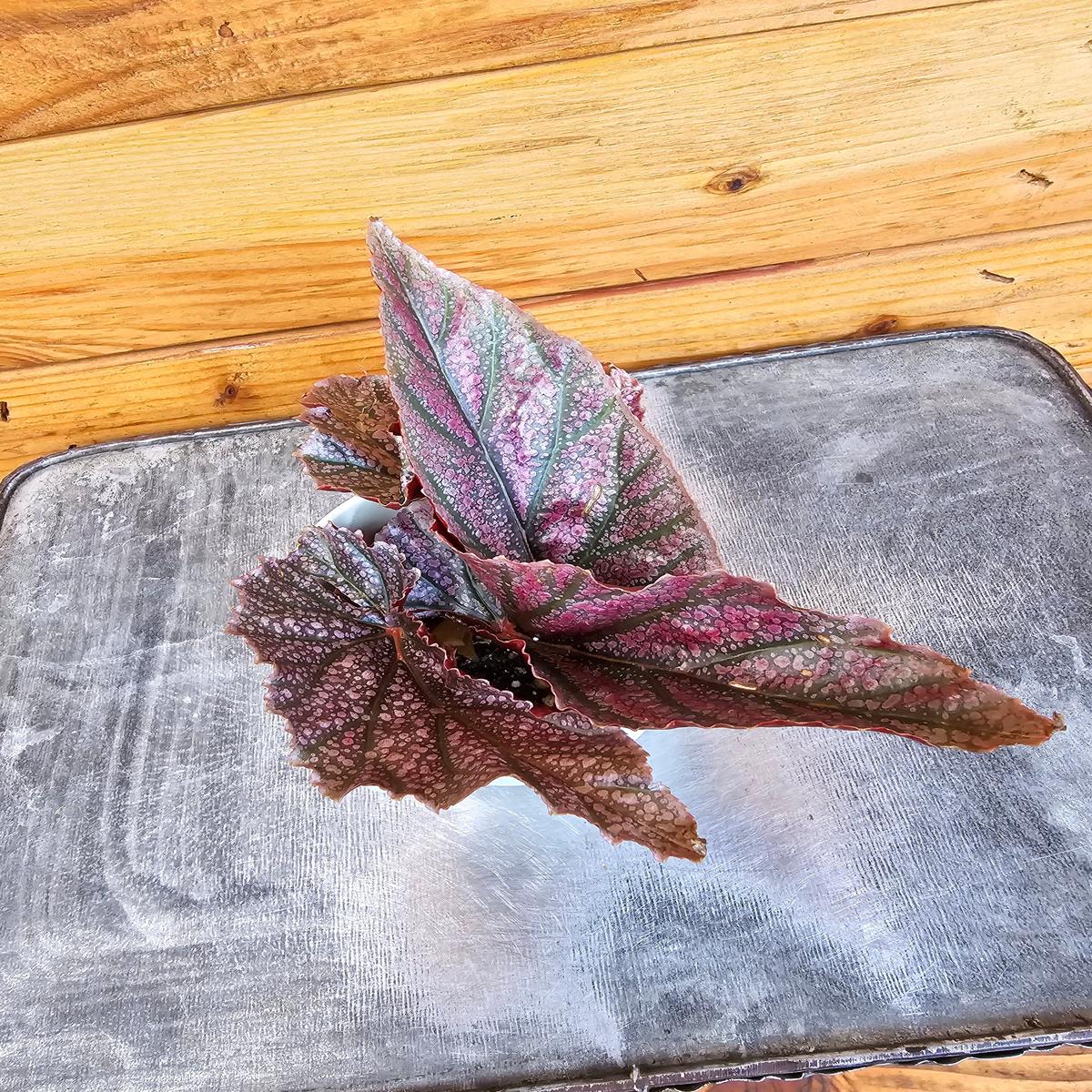 Begonia Angel Wing Miss Mummy, 2" Plant