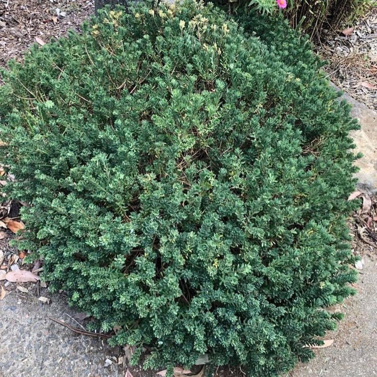 Daphne cneorum