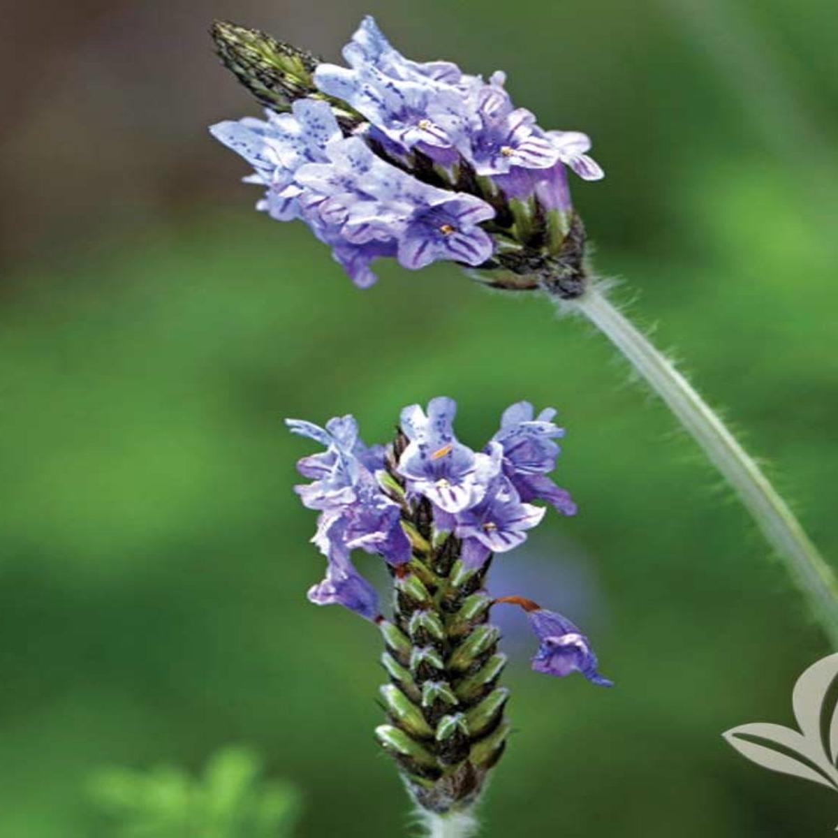 Fern Leaf Lavender Qt.