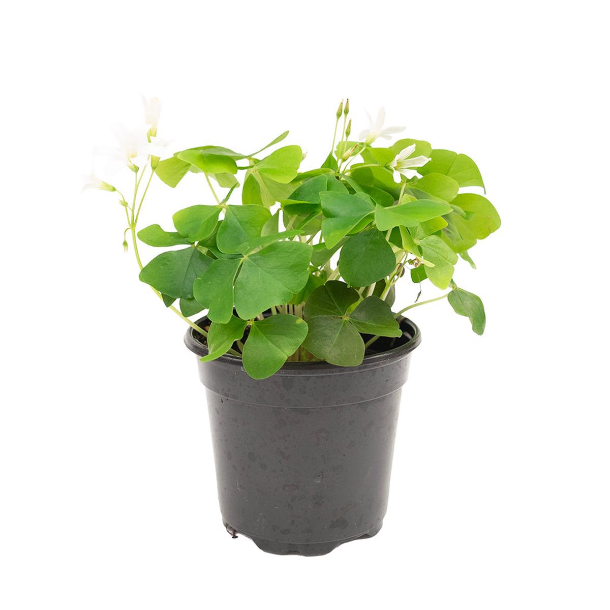 Oxalis Green 4"