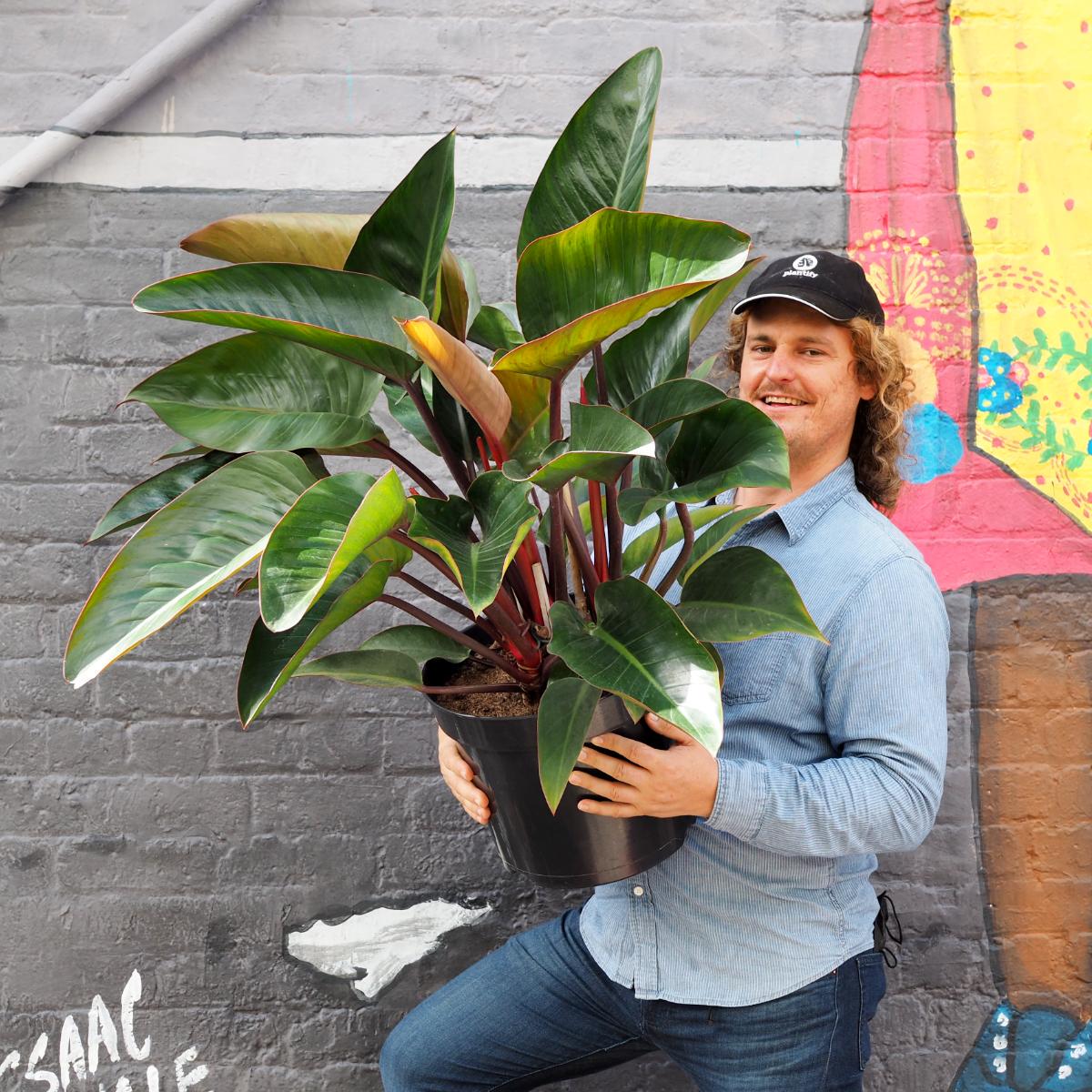 Philodendron - Congo Rojo - Large