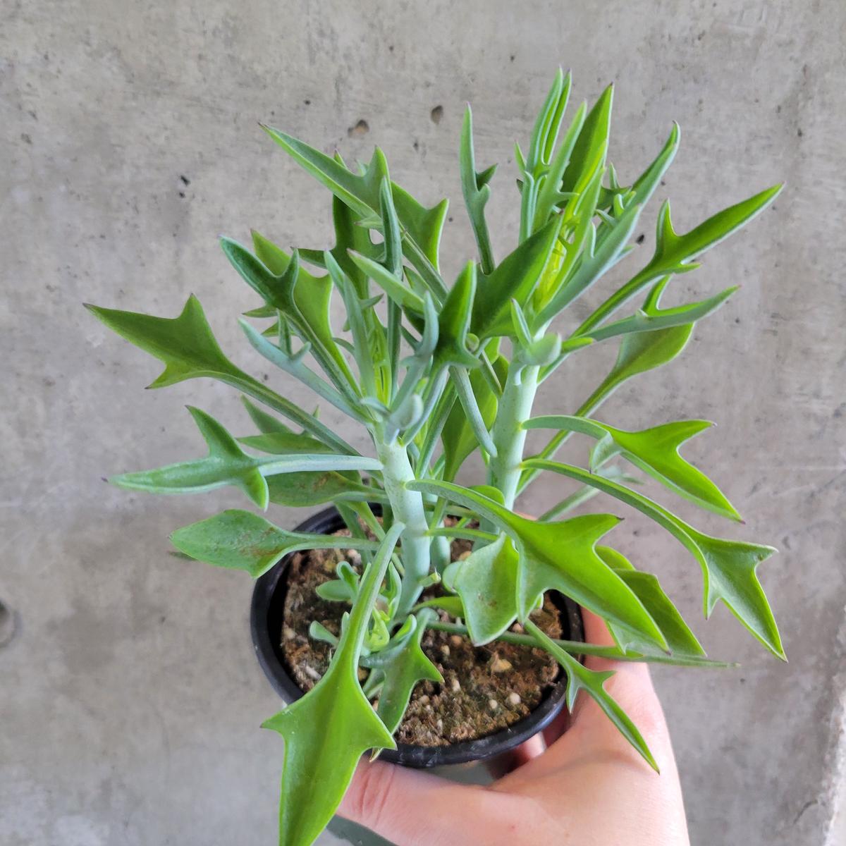 Senecio Serpens