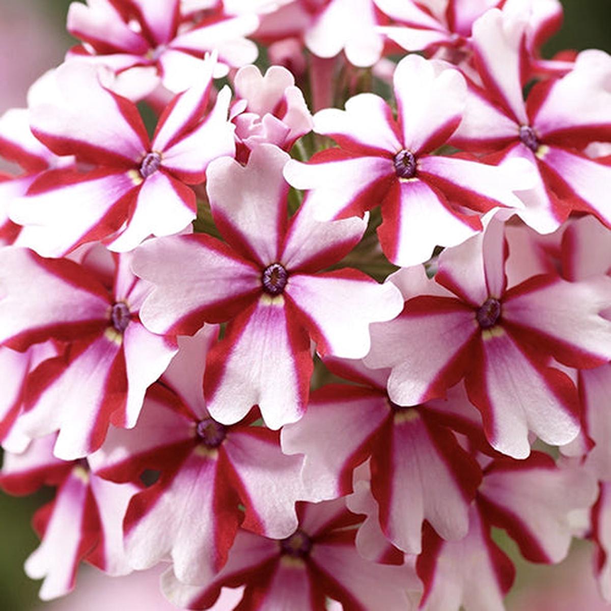 Verbena Lanai Candy Cane 4"