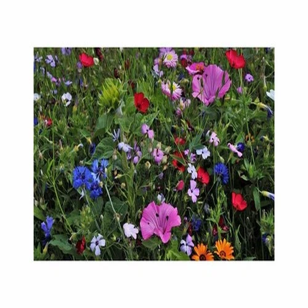 20 m Summer Flower Mix Mssinger Summer Garden Plants - Seeds F-S705