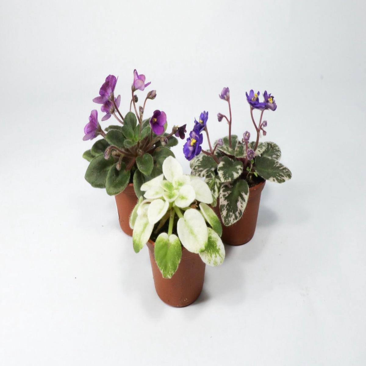 4" African Violet