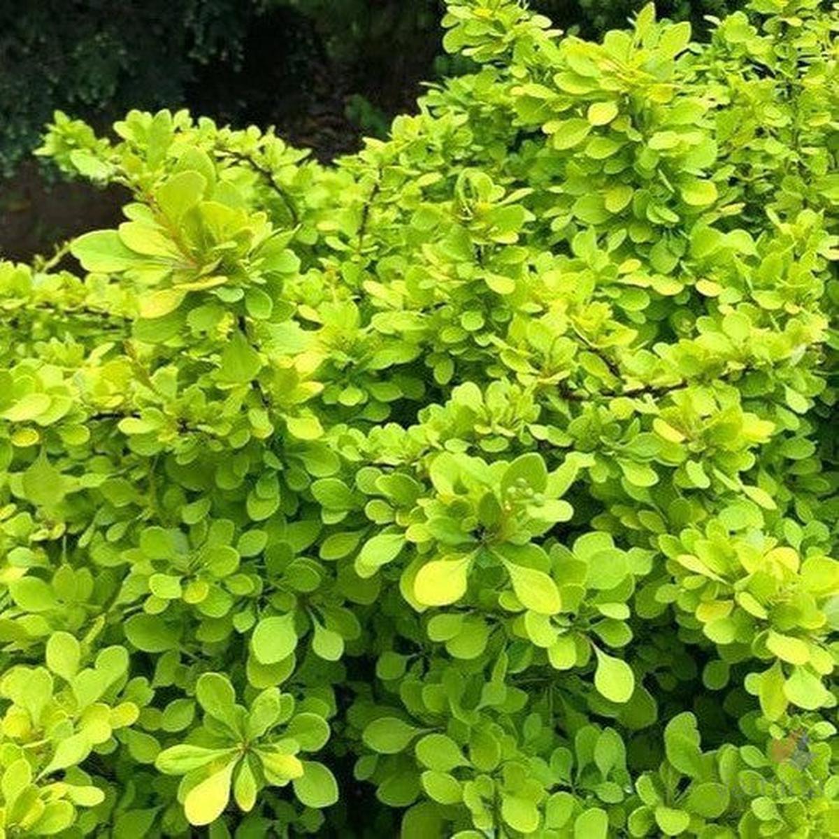 Berberis thunbergii Golden Glow