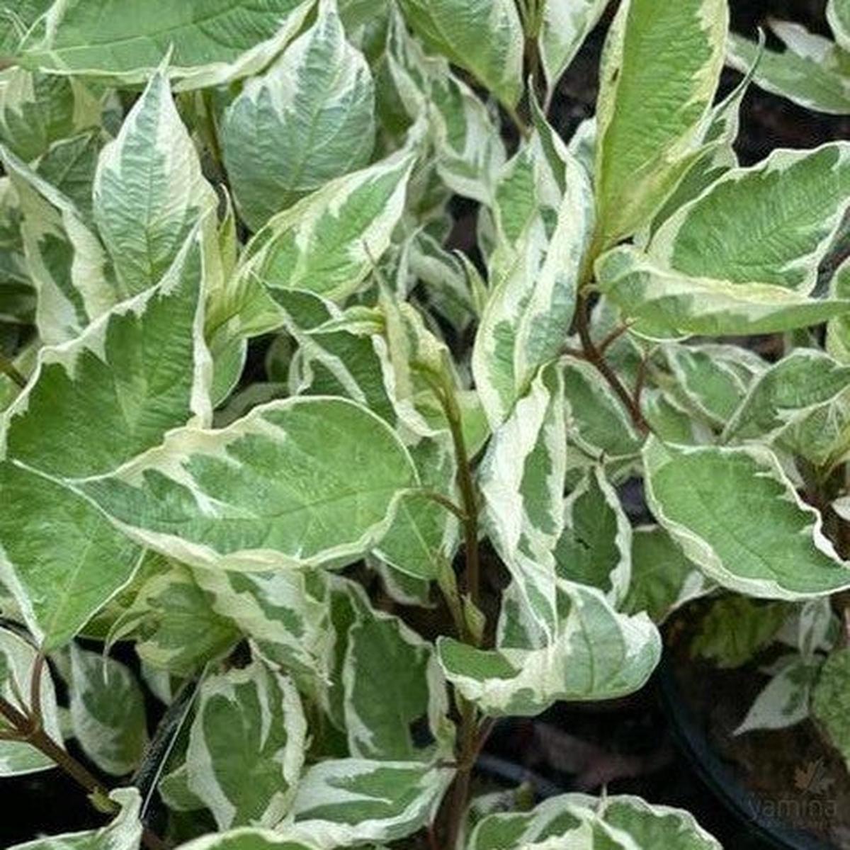 Cornus alba Argenteo-marginata (Elegantissima)