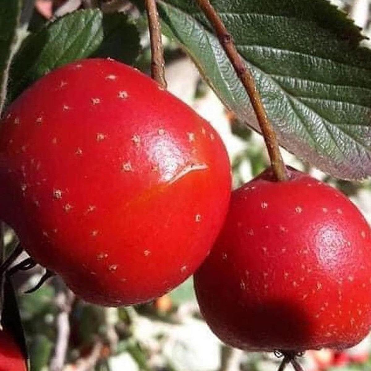 Crataegus x smithiana (Hawthorn)