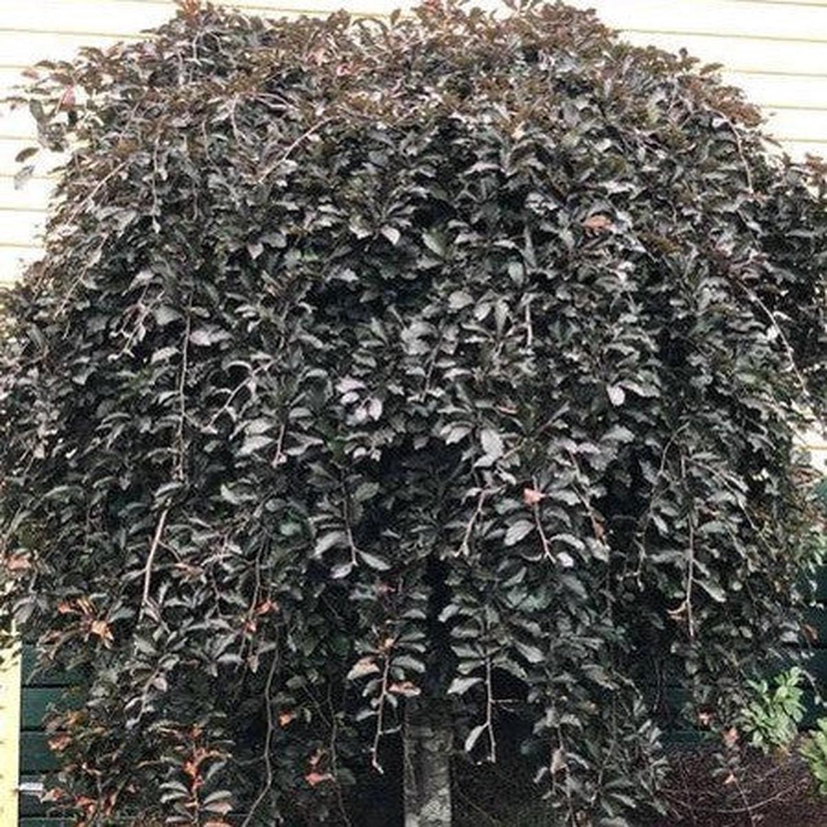 Fagus sylvatica Purpurea Pendula