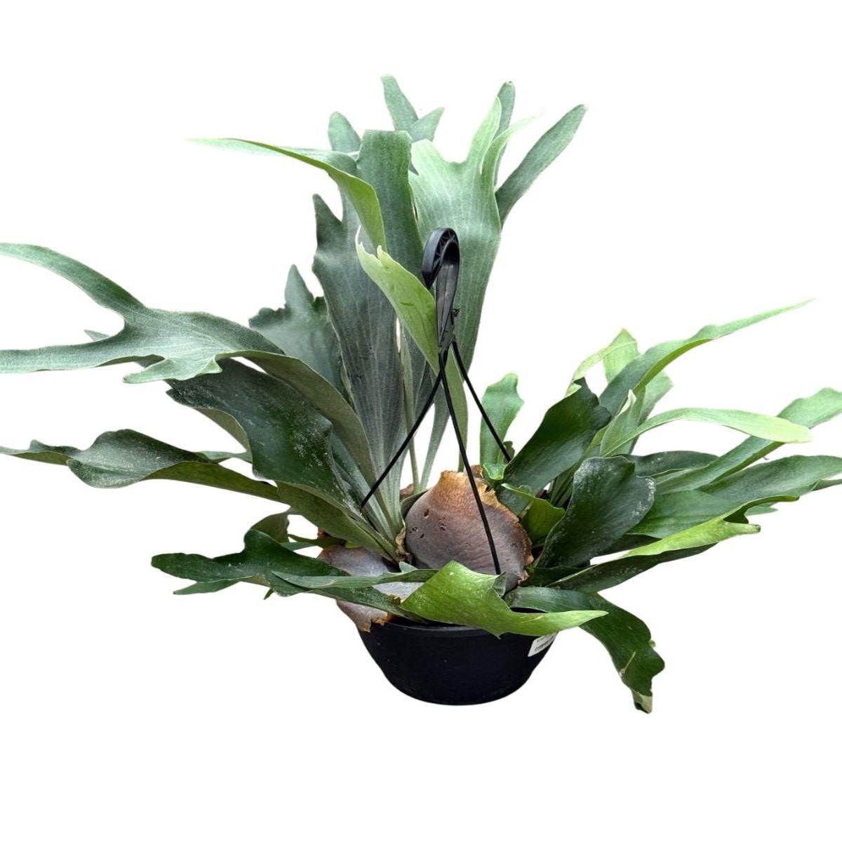 Hanging Basket | Fern Staghorn 8''