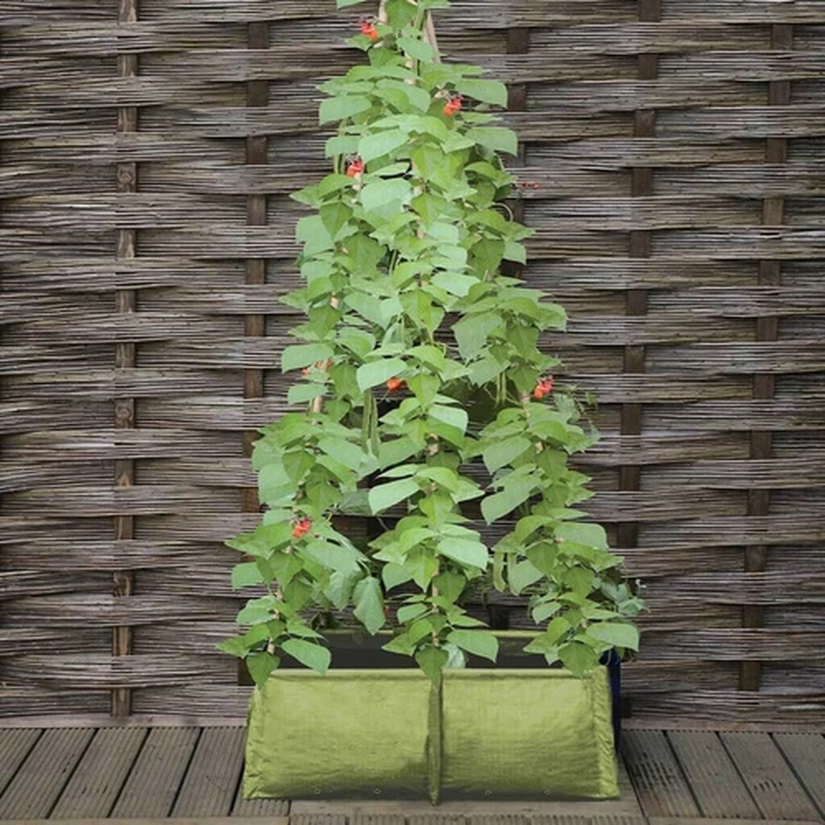 Haxnicks Pea Bean Tomato Planter Garden Patio Balcony Grow Bag Green Pot Box