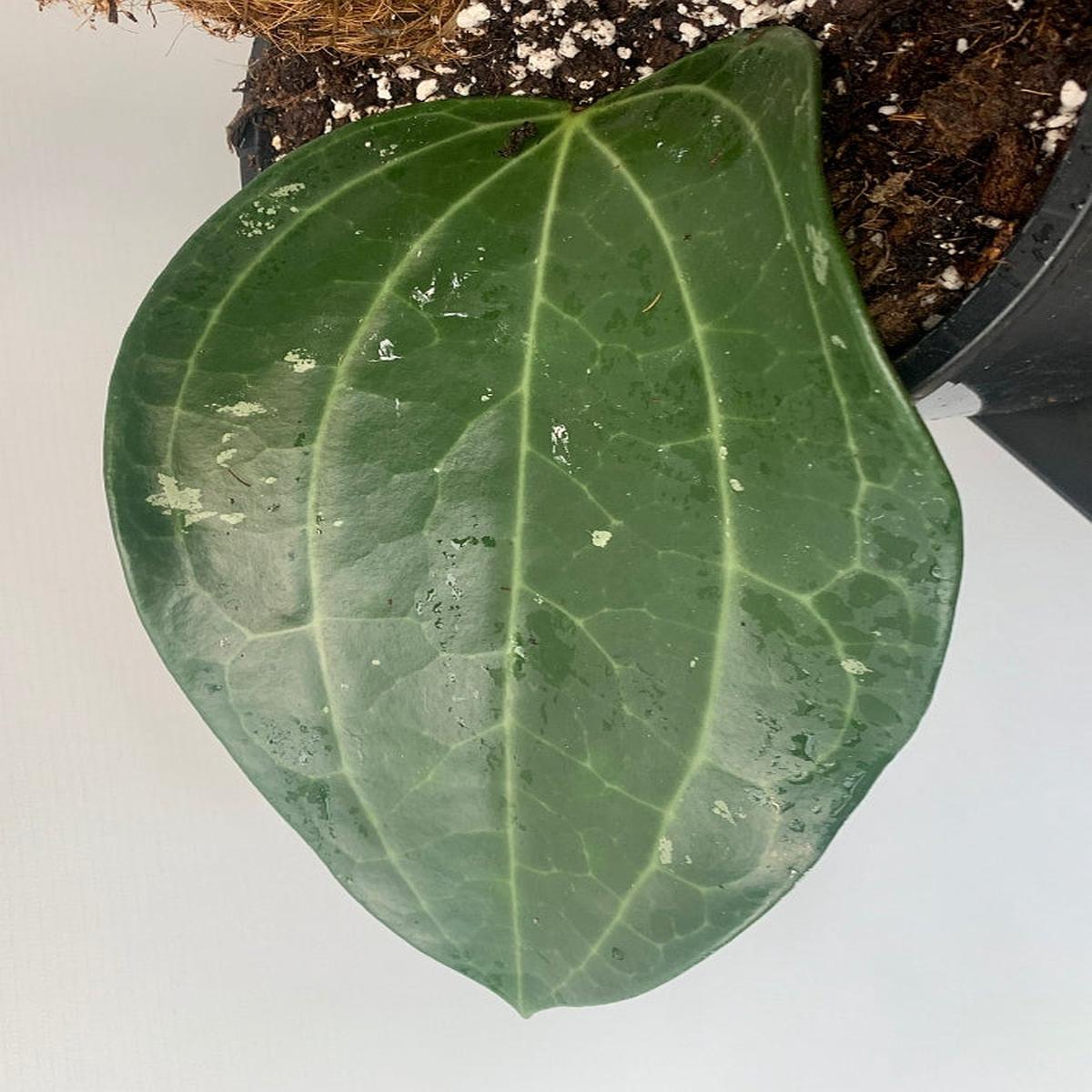 Hoya Latifolia