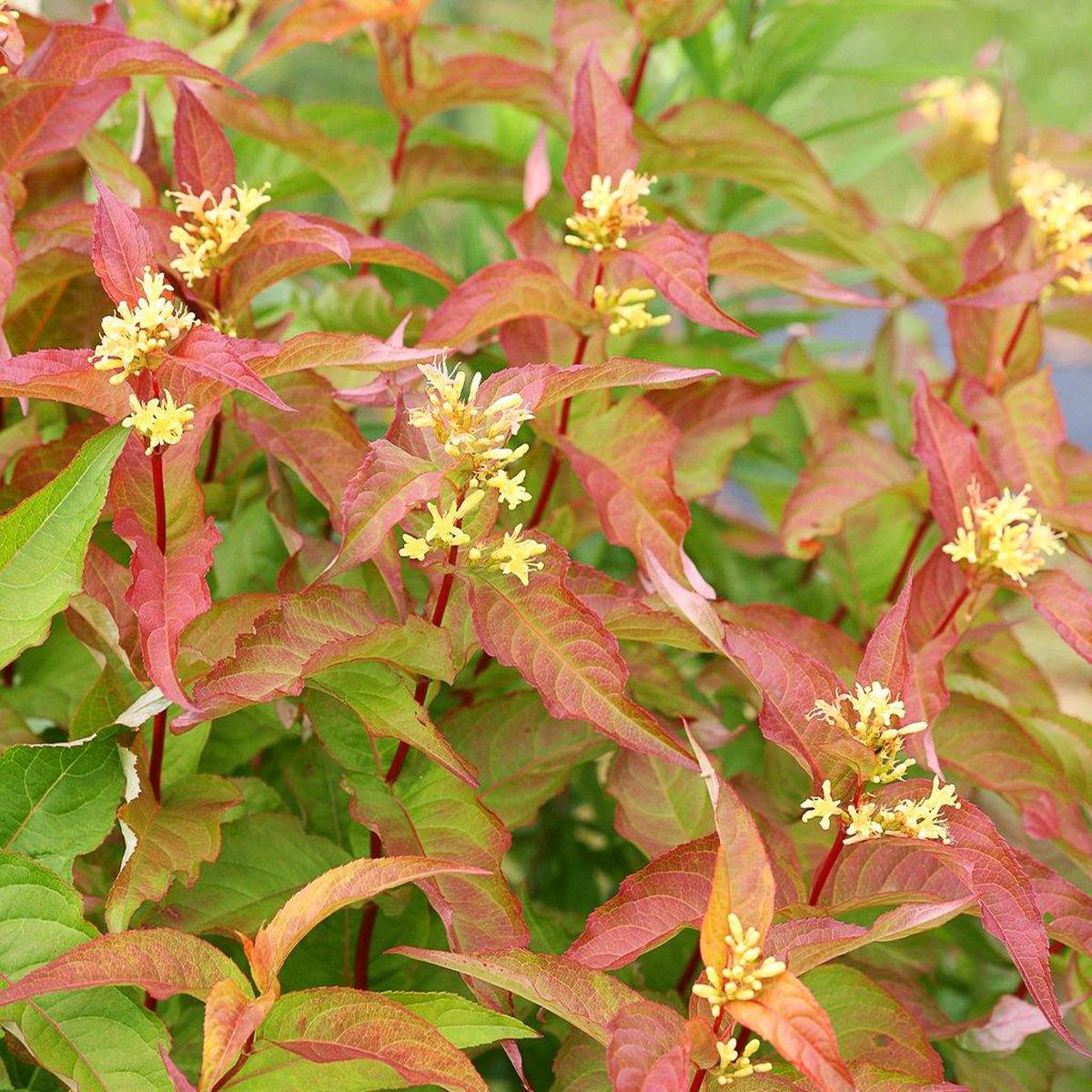 Kodiak Orange Dwarf Bush-Honeysuckle PW # 2 PW Cont