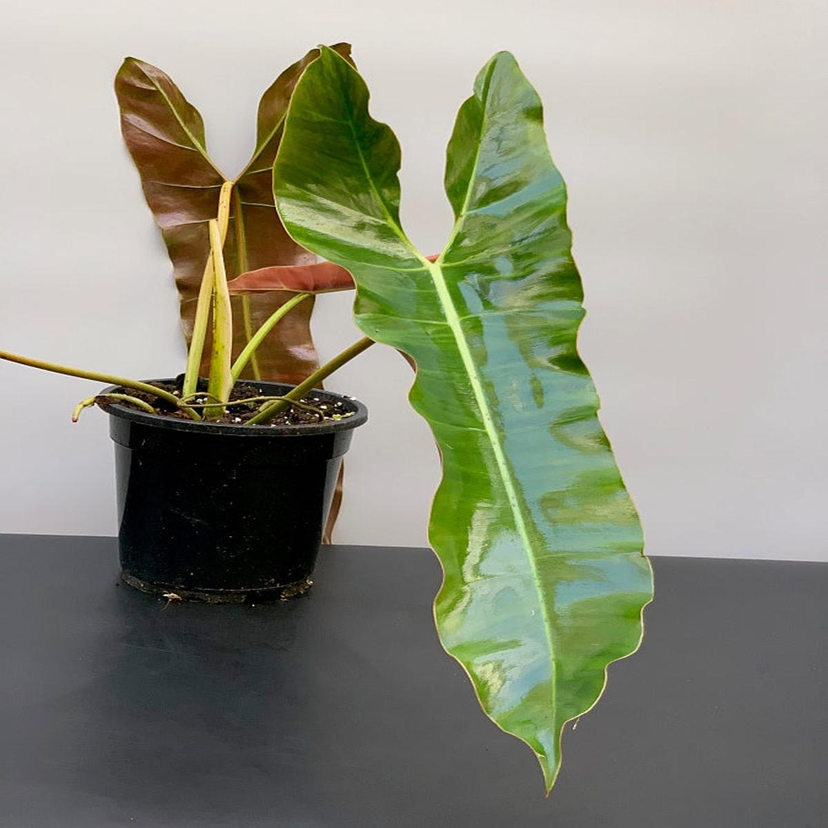 Philodendron atabapoense "Big leaves" (Large plant)