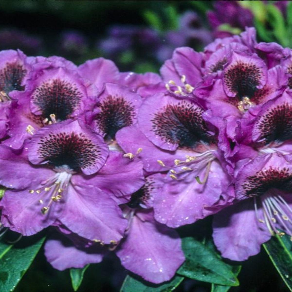 Rhododendron 'Abe Arnott' 15-18''