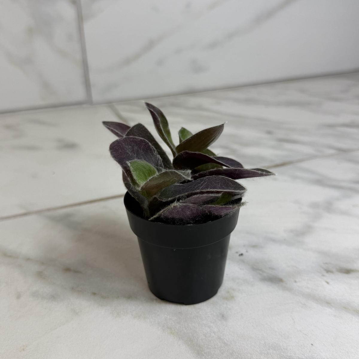 Tradescantia Sillamontana Purple Teddy Bear Vine, 2" Plant