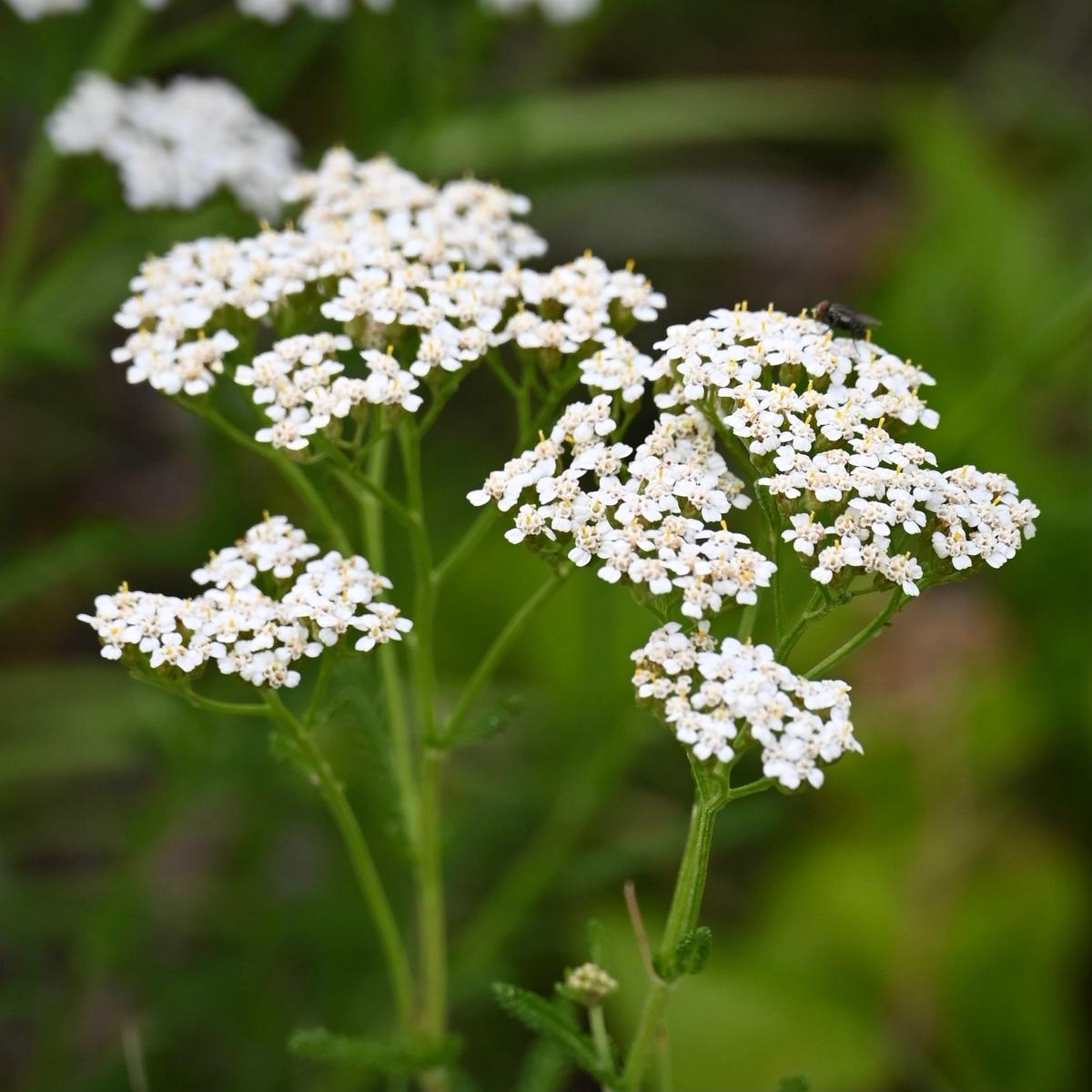 Wild Yarrow (Achillea millefolium)
