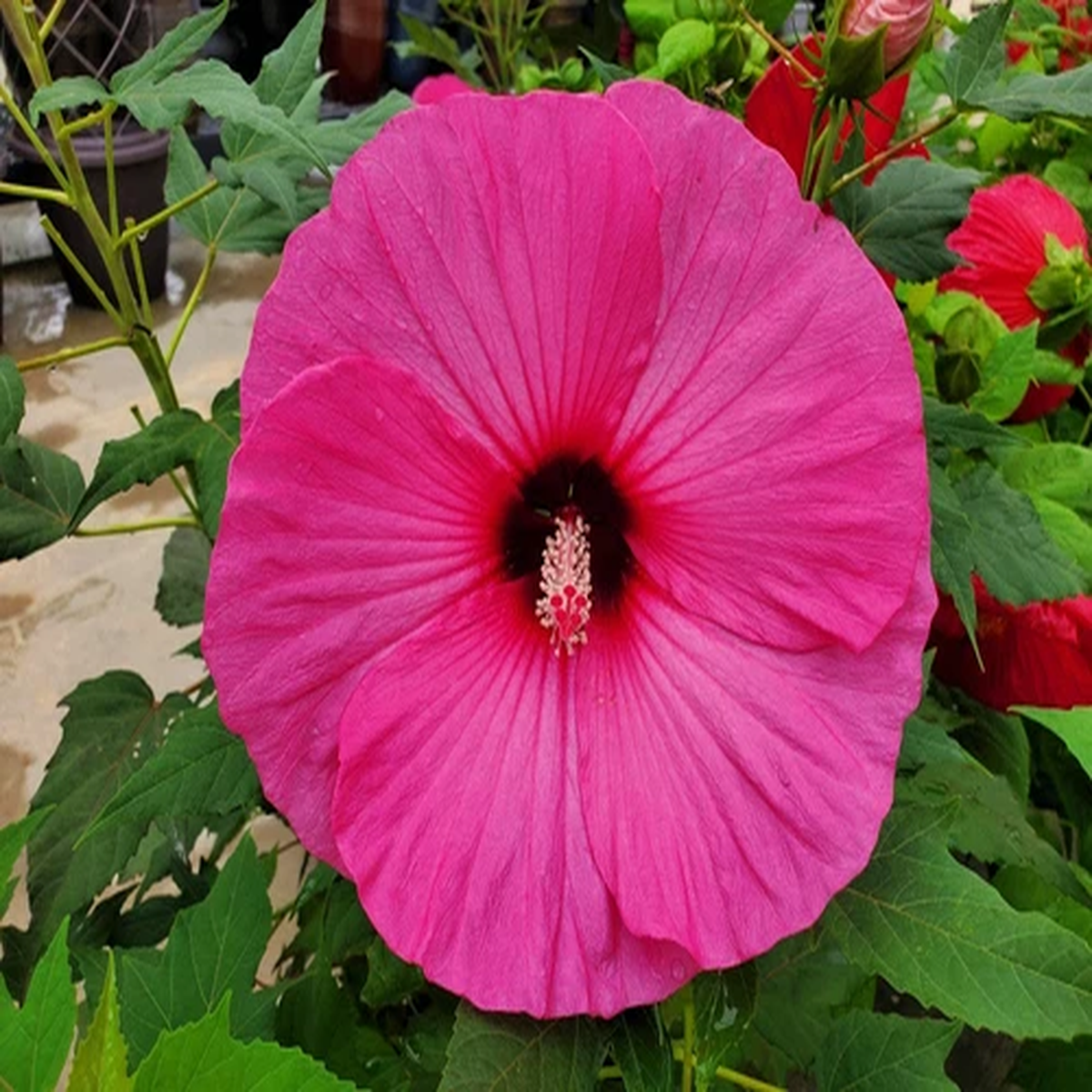25 HOT PINK HIBISCUS Moscheutos Vintage Grenache Bush Flower Seeds *Comb S/H