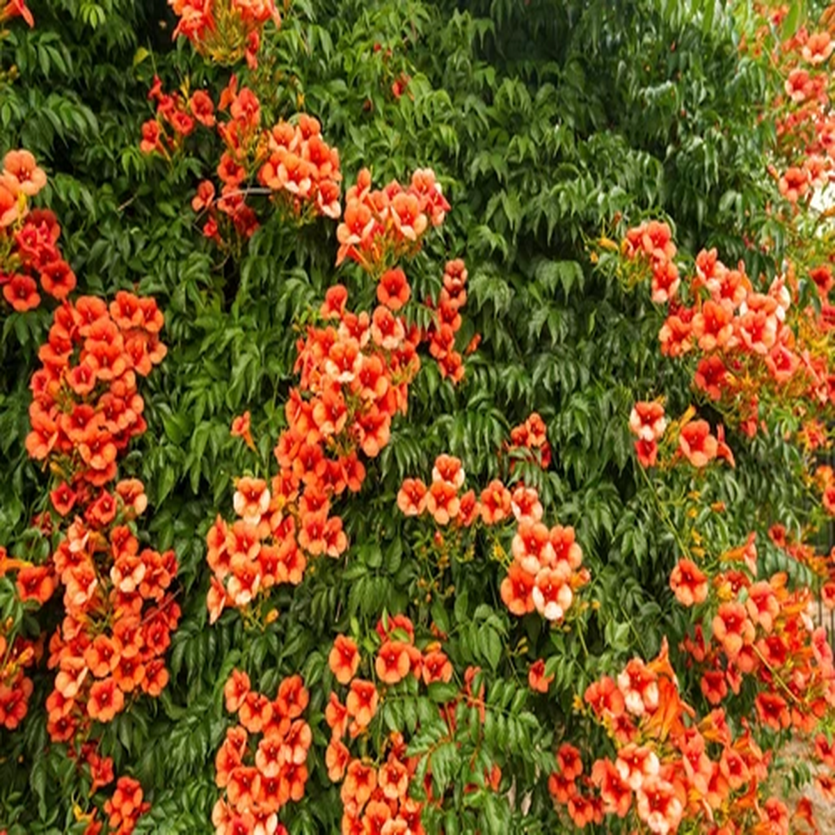 25 HUMMINGBIRD TRUMPET CREEPER VINE Campsis Radicans Flower Seeds *Flat Ship
