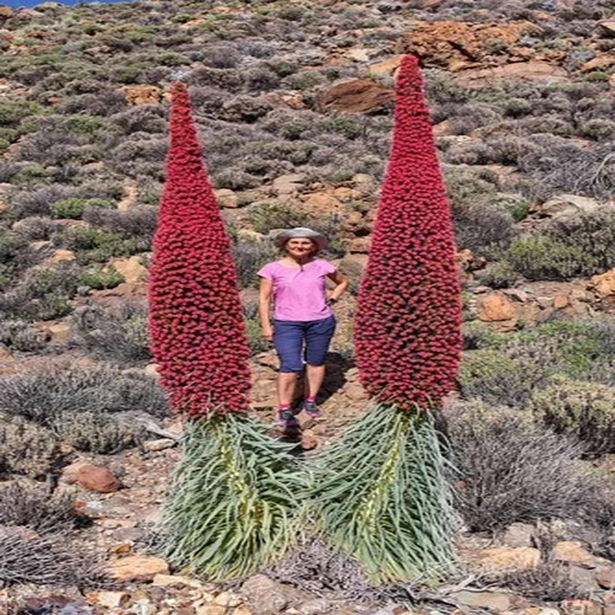 25 TOWER OF JEWELS Red Bugloss Echium Wildpretii Ruby Hummingbird Flower Seeds