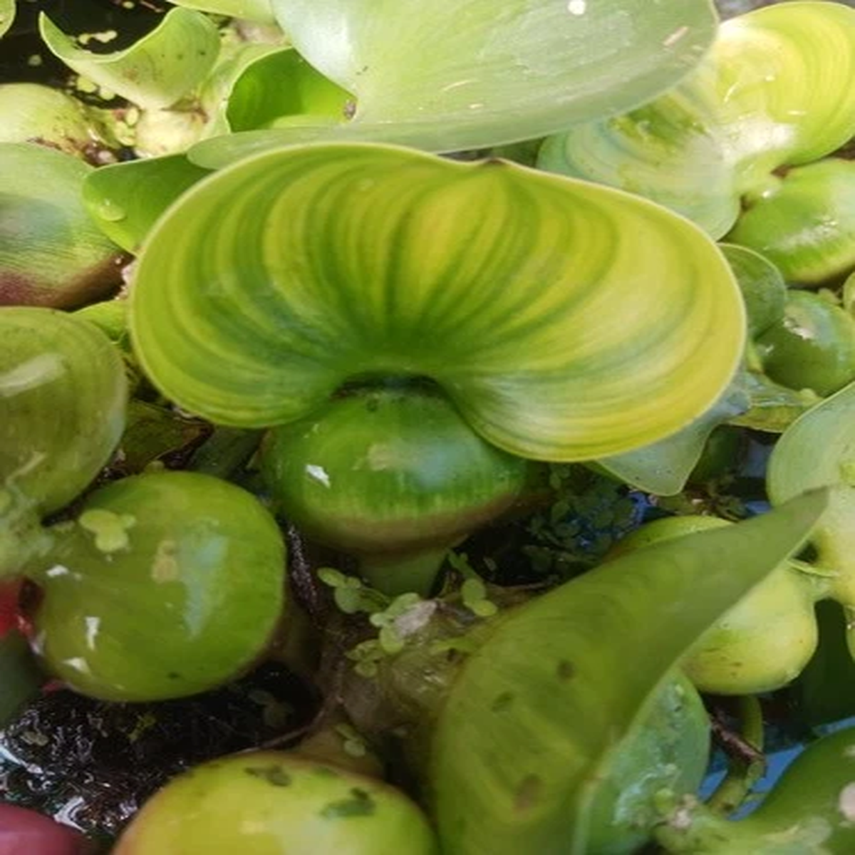 5 Rare Dwarf Variegated Water Hyacinth