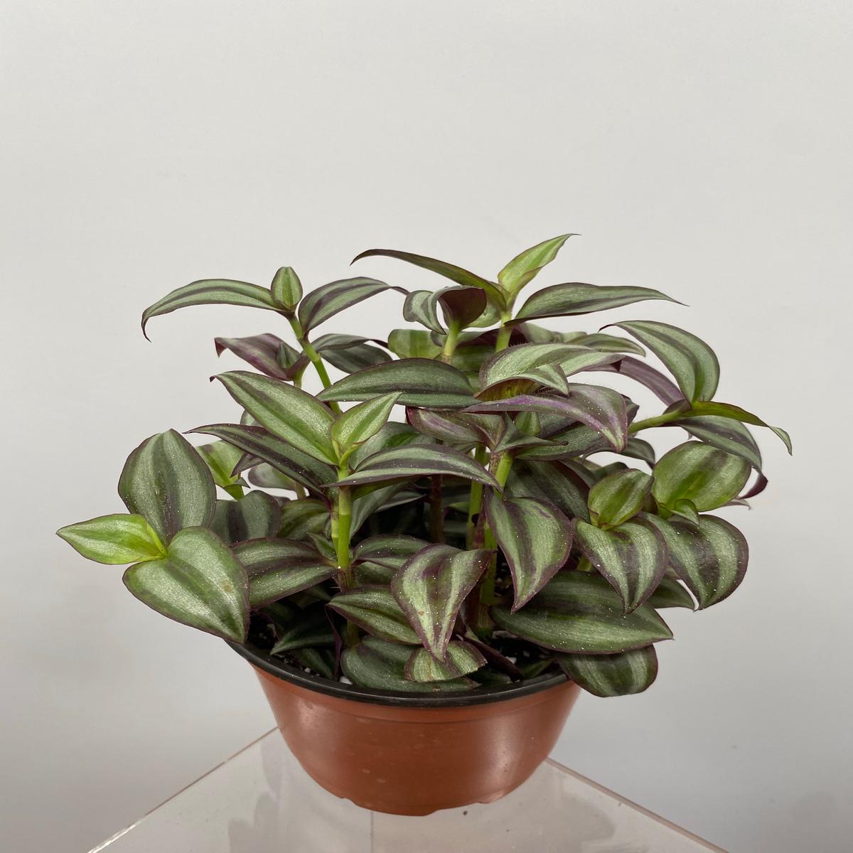 6" Tradescantia Silver Plus
