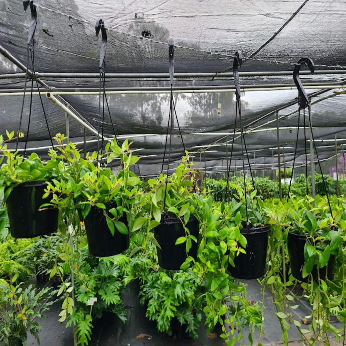 Aeschynanthus radicans (Lipstick Plant)