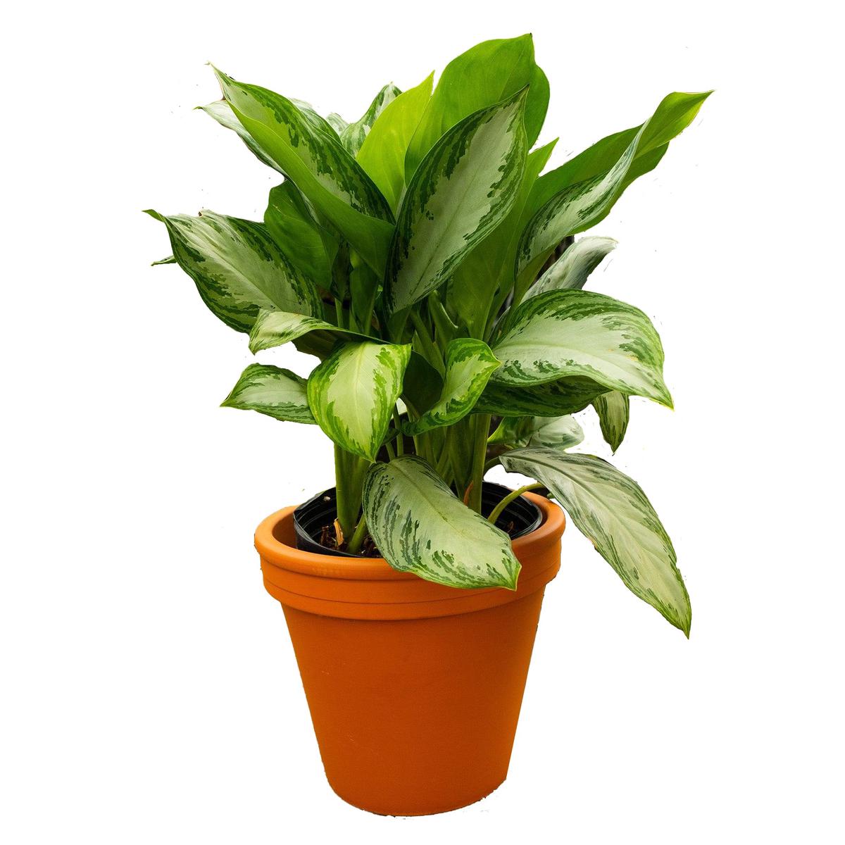Aglaonema Silver Bay 10"