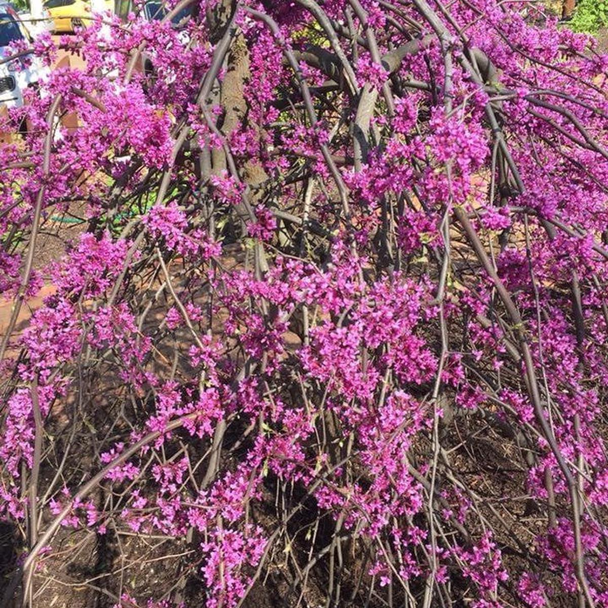 Cercis canadensis Lavender Twist (syn Covey)