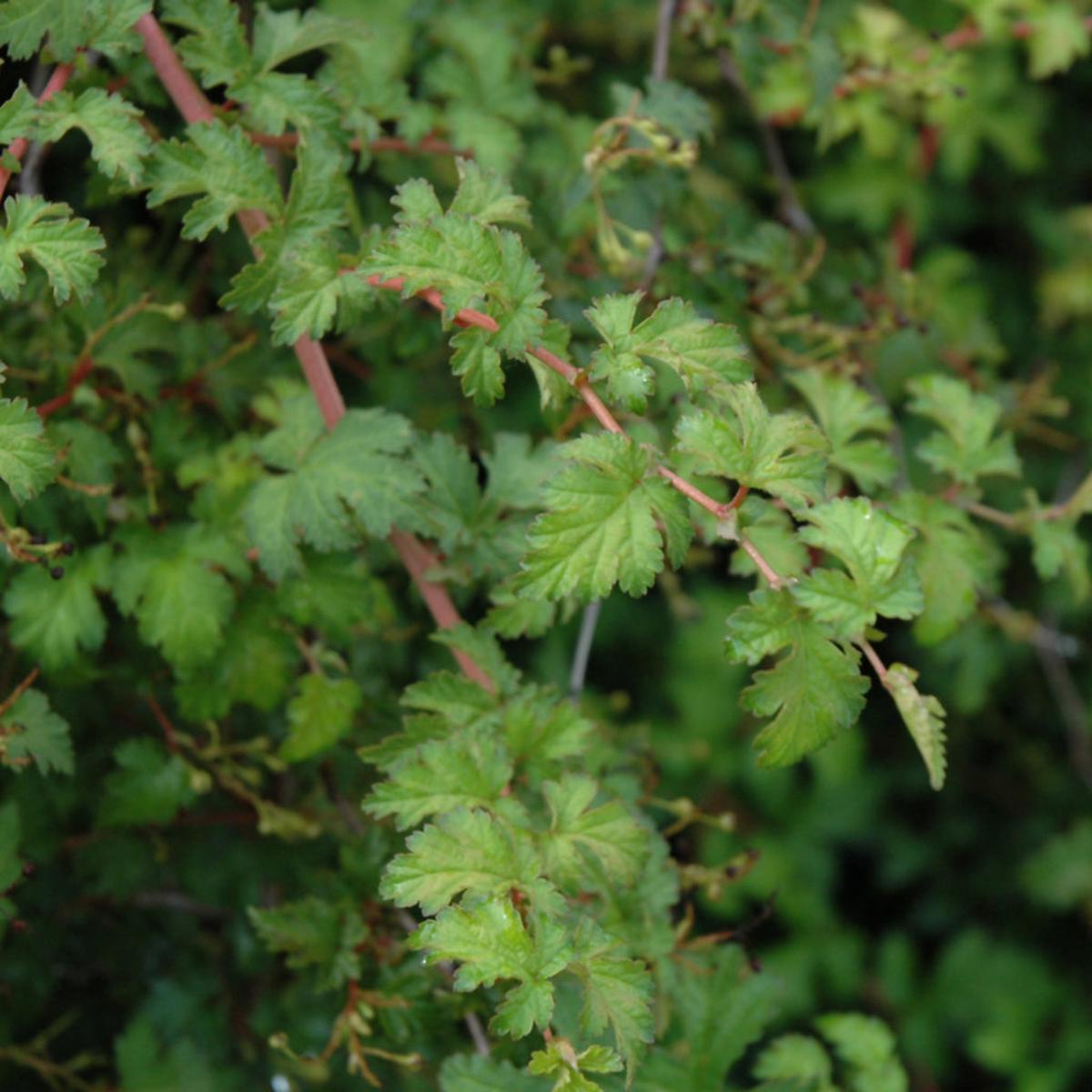 Crisp Cutleaf Stephanandra