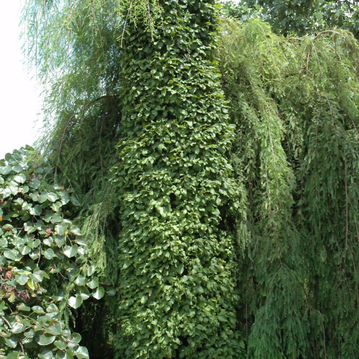 Dwarf European Hornbeam