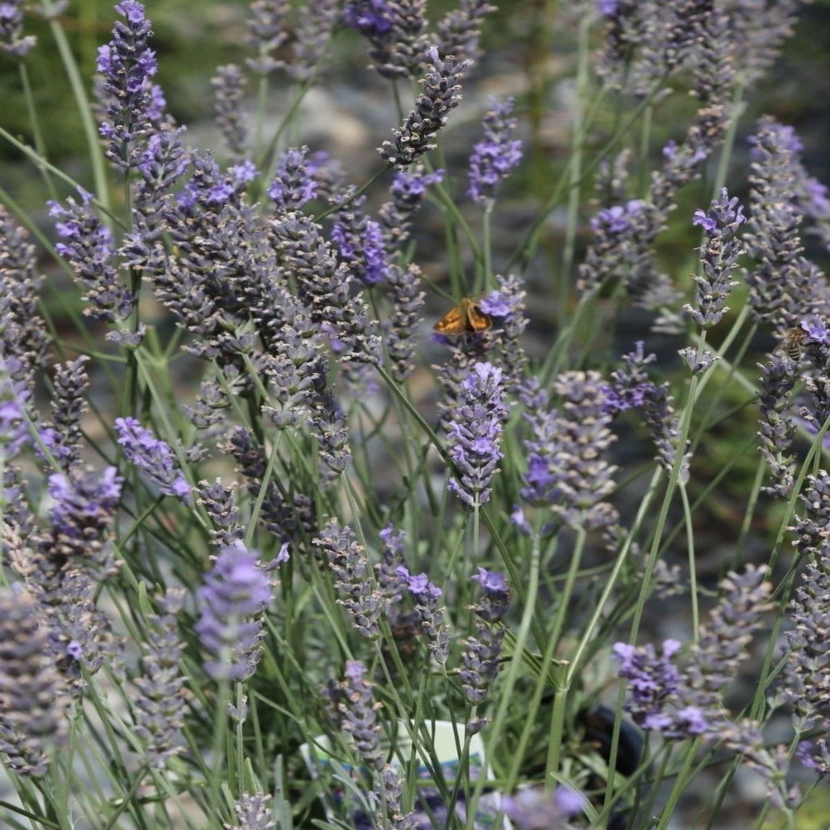 English Lavender | 'Phenomenal' 1G