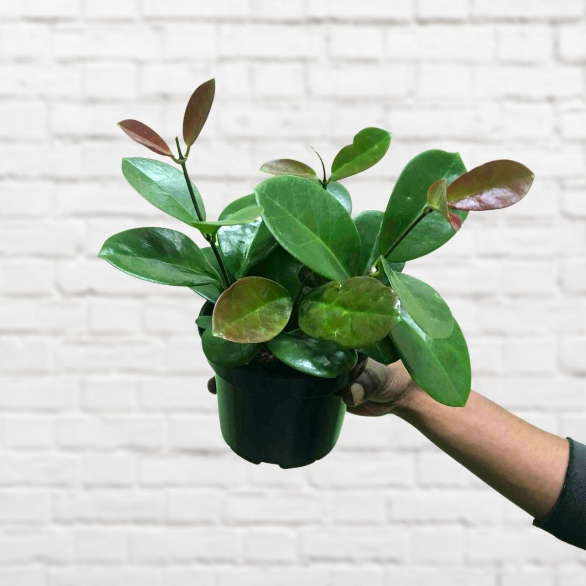 Hoya Australis - Small