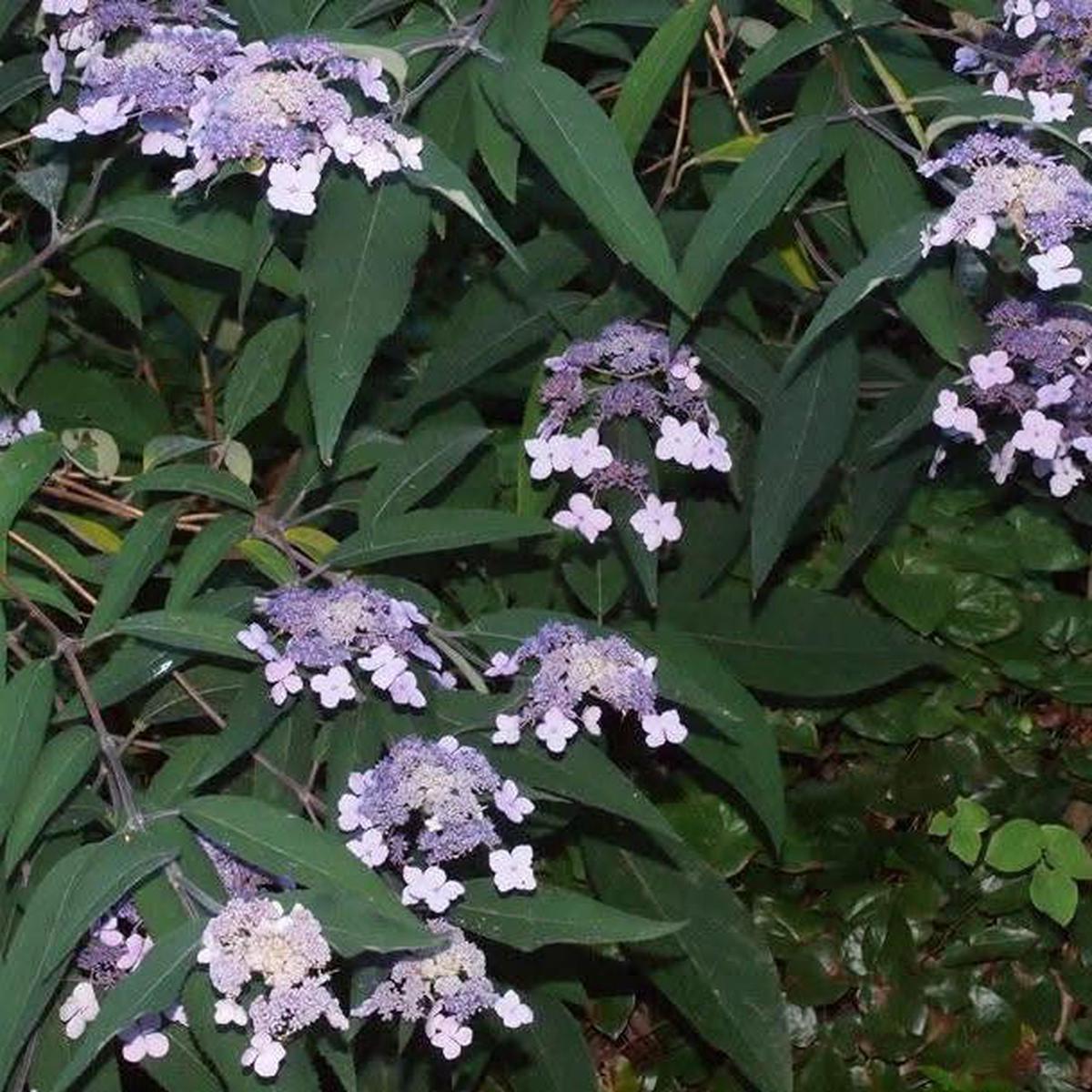 Hydrangea aspera Sawpoint