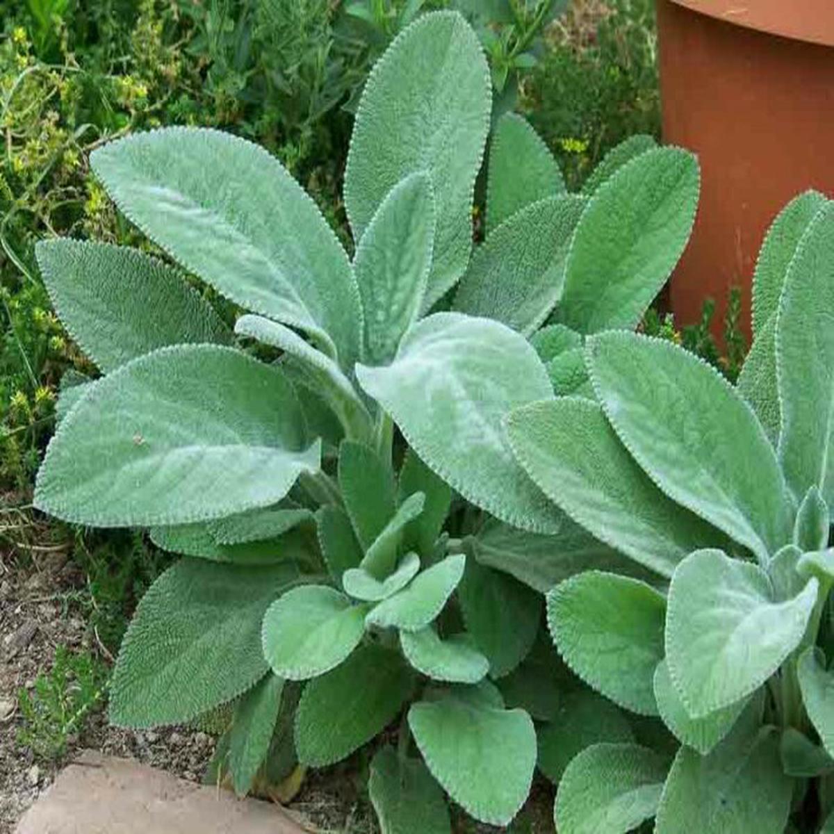 Lambs Ear, Woundwort (Stachys B 'Helen Von Stein') - 1 gallon