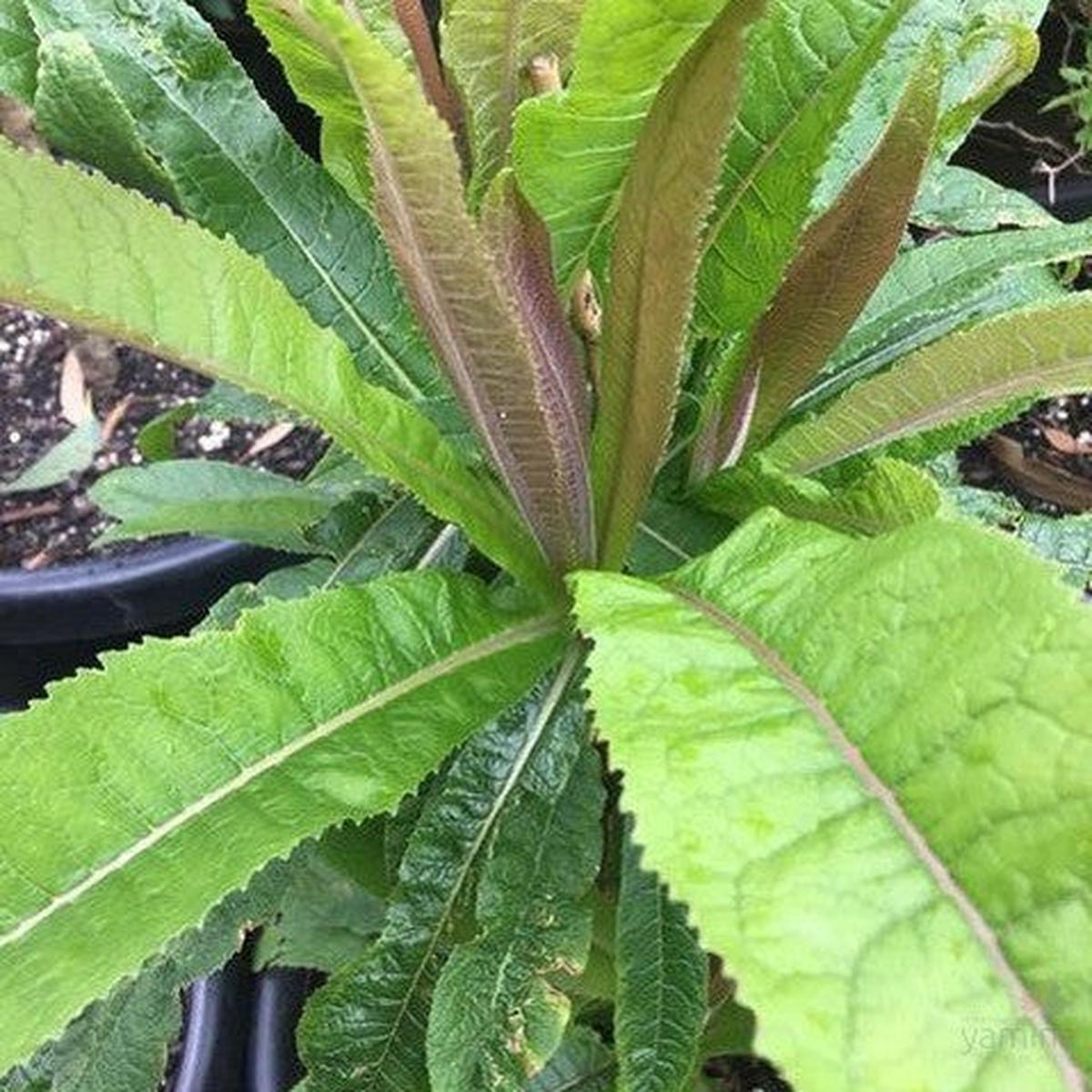 Lobelia gibberoa