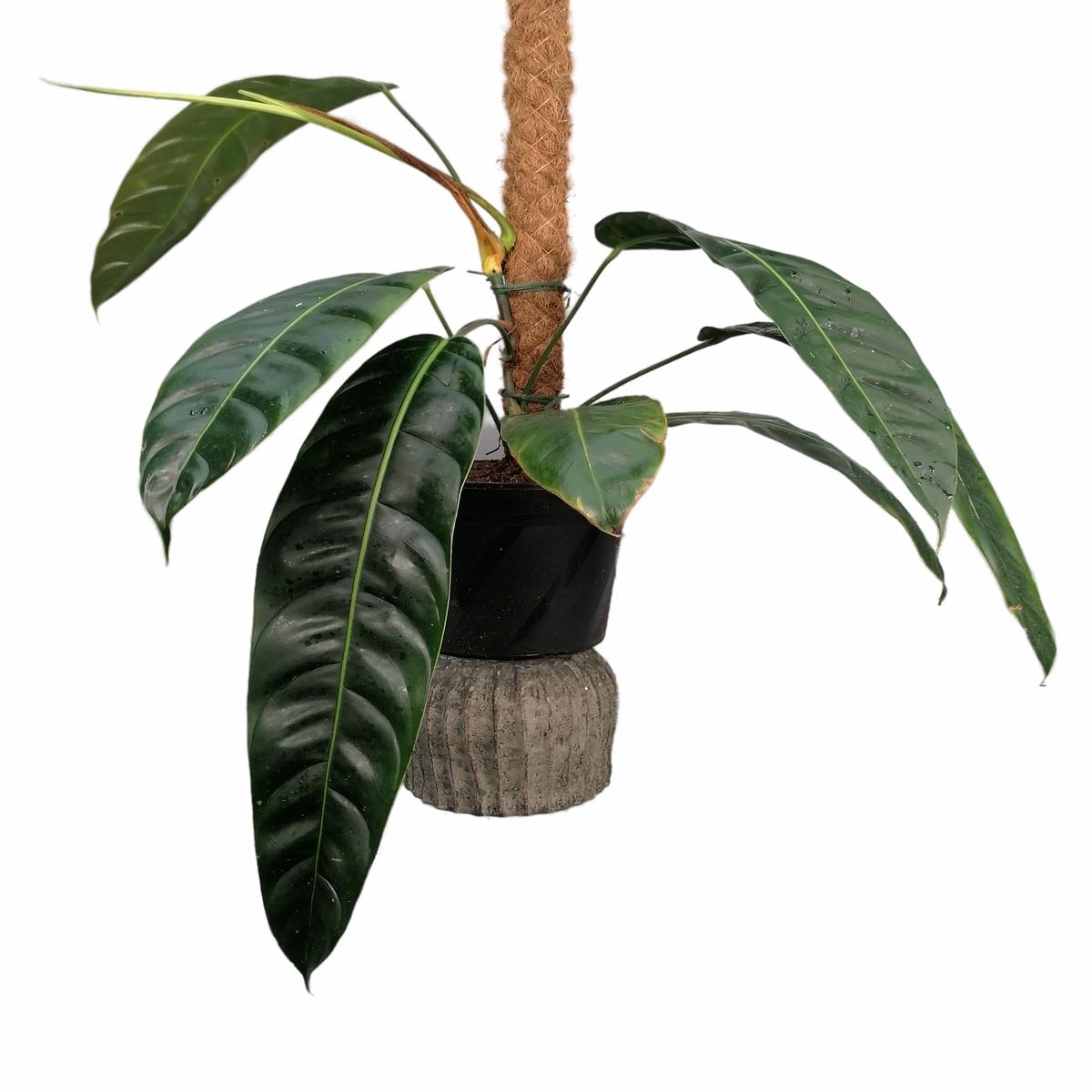 Philodendron patriciae Big XL