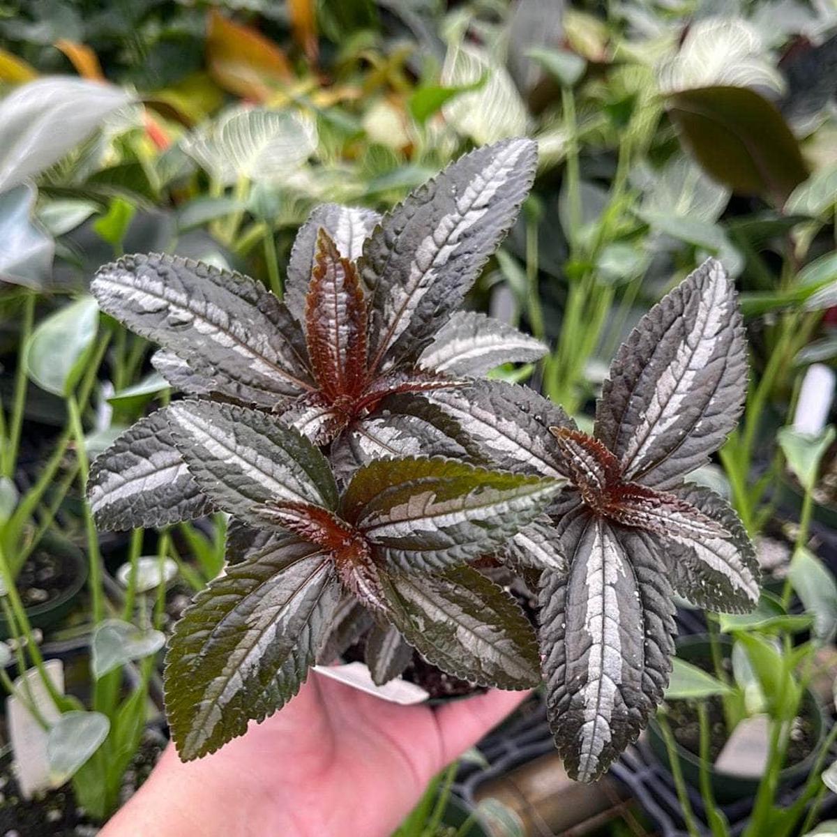 Pilea 'Silver Tree'