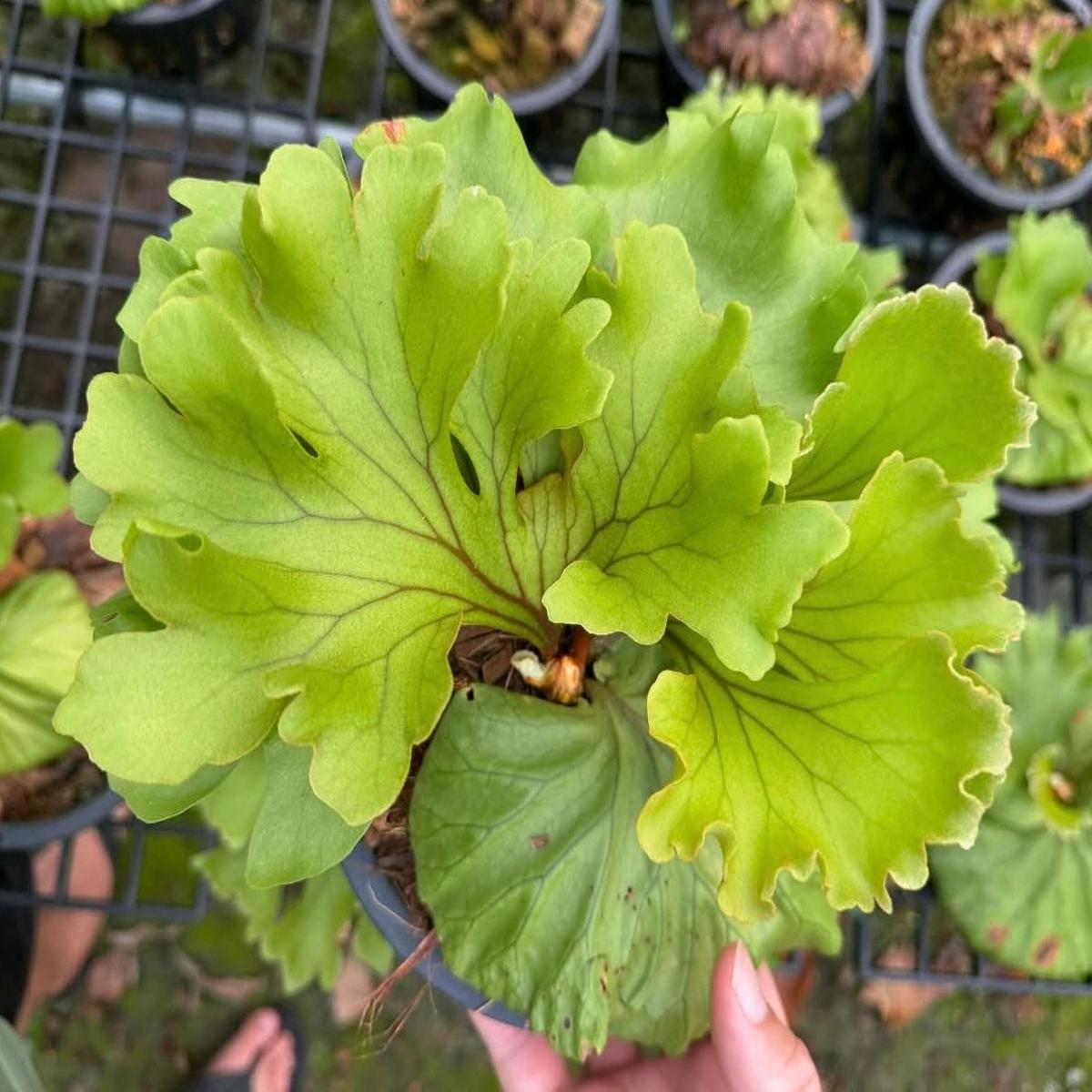 Platycerium ridleyi Wide Form