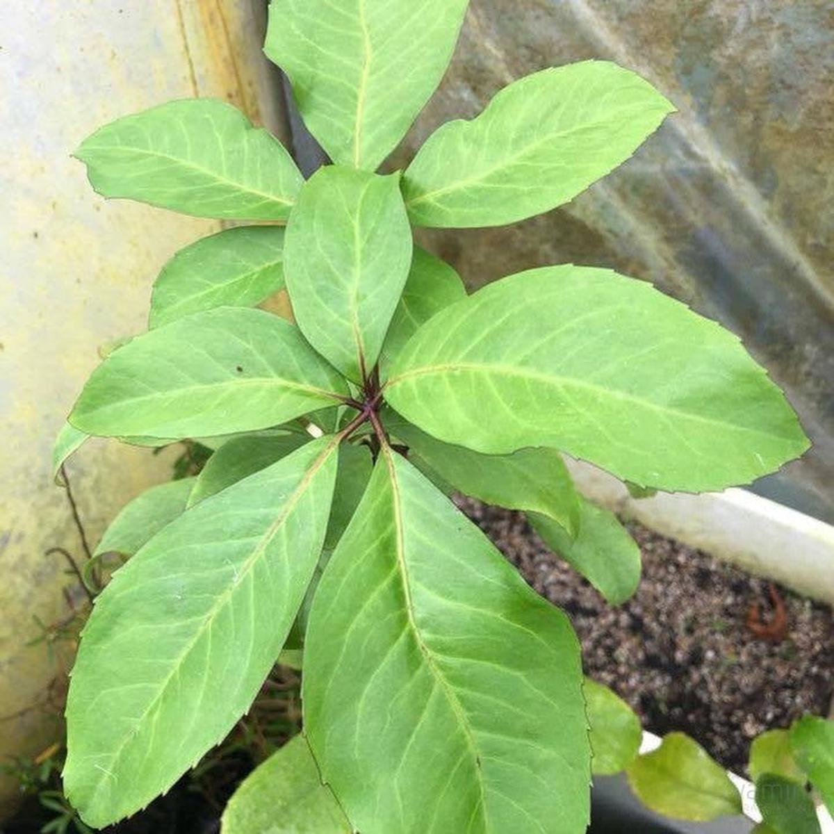 Pseudopanax laetus