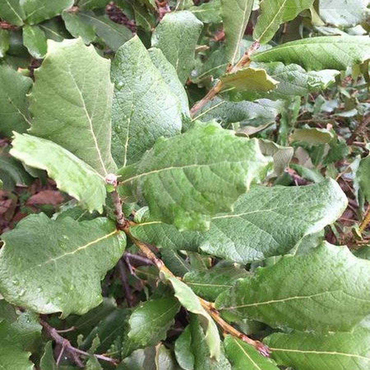 Quercus rugosa