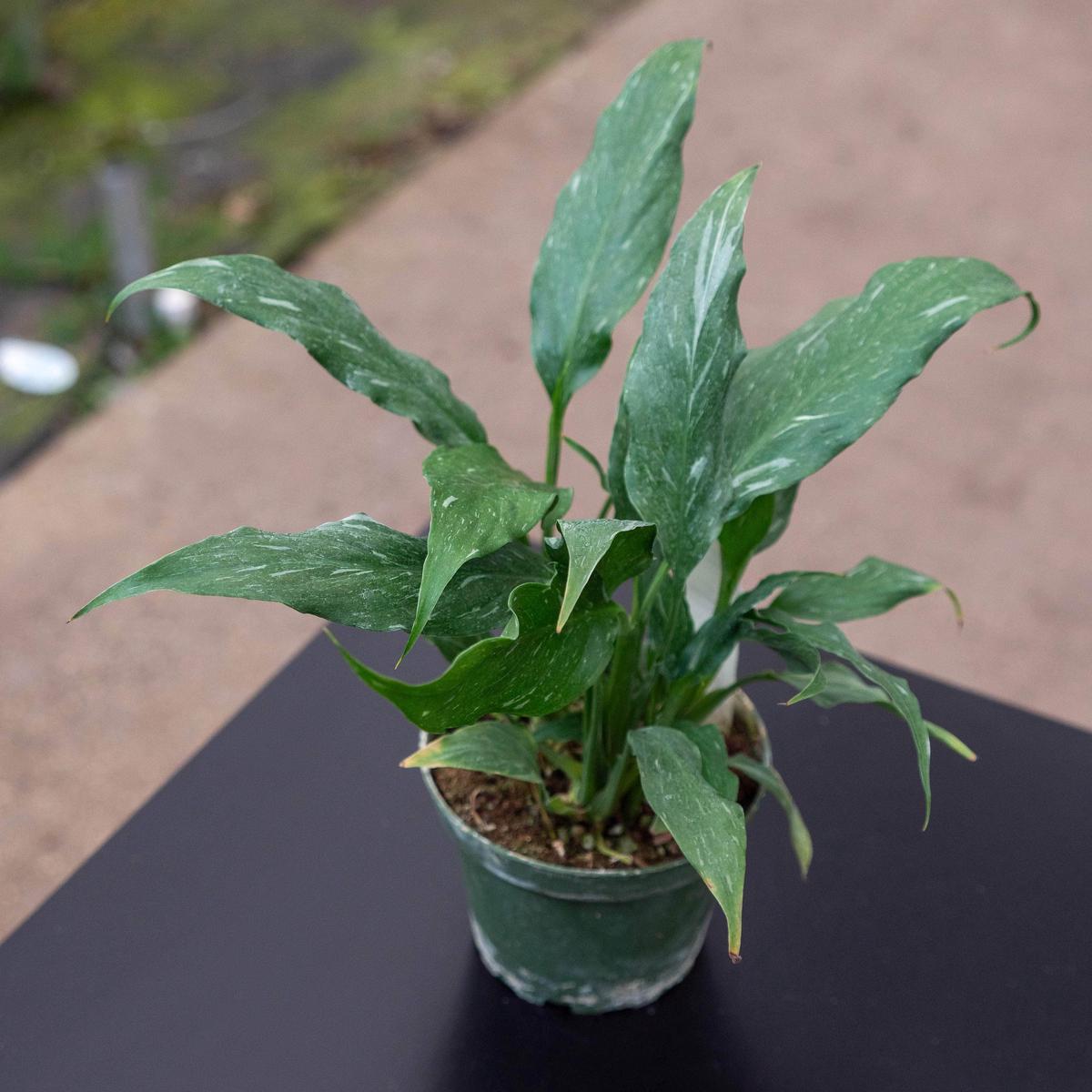 Spathiphyllum 'Disco'