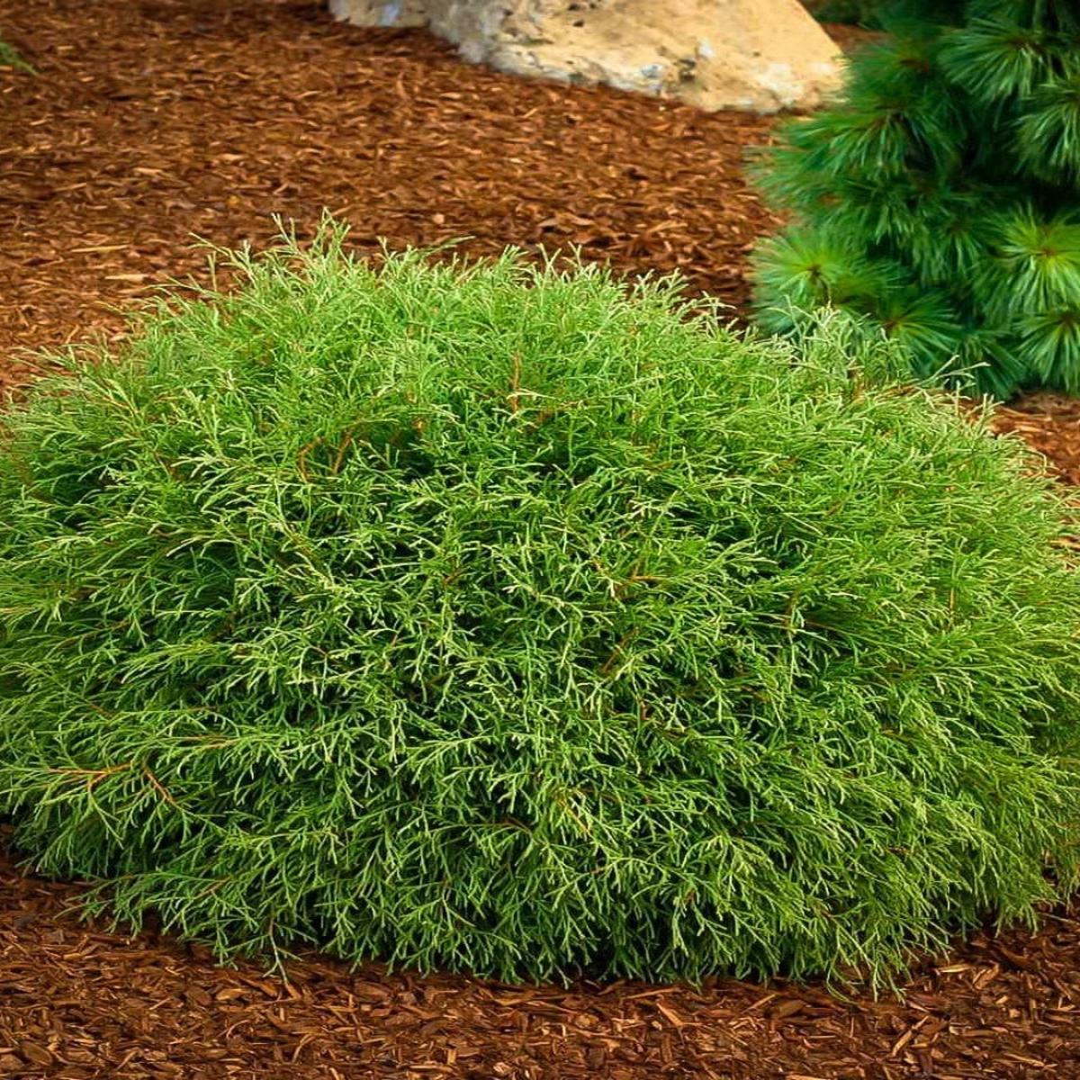 Thuja occidentalis 'Mr. Bowling Ball' 1G