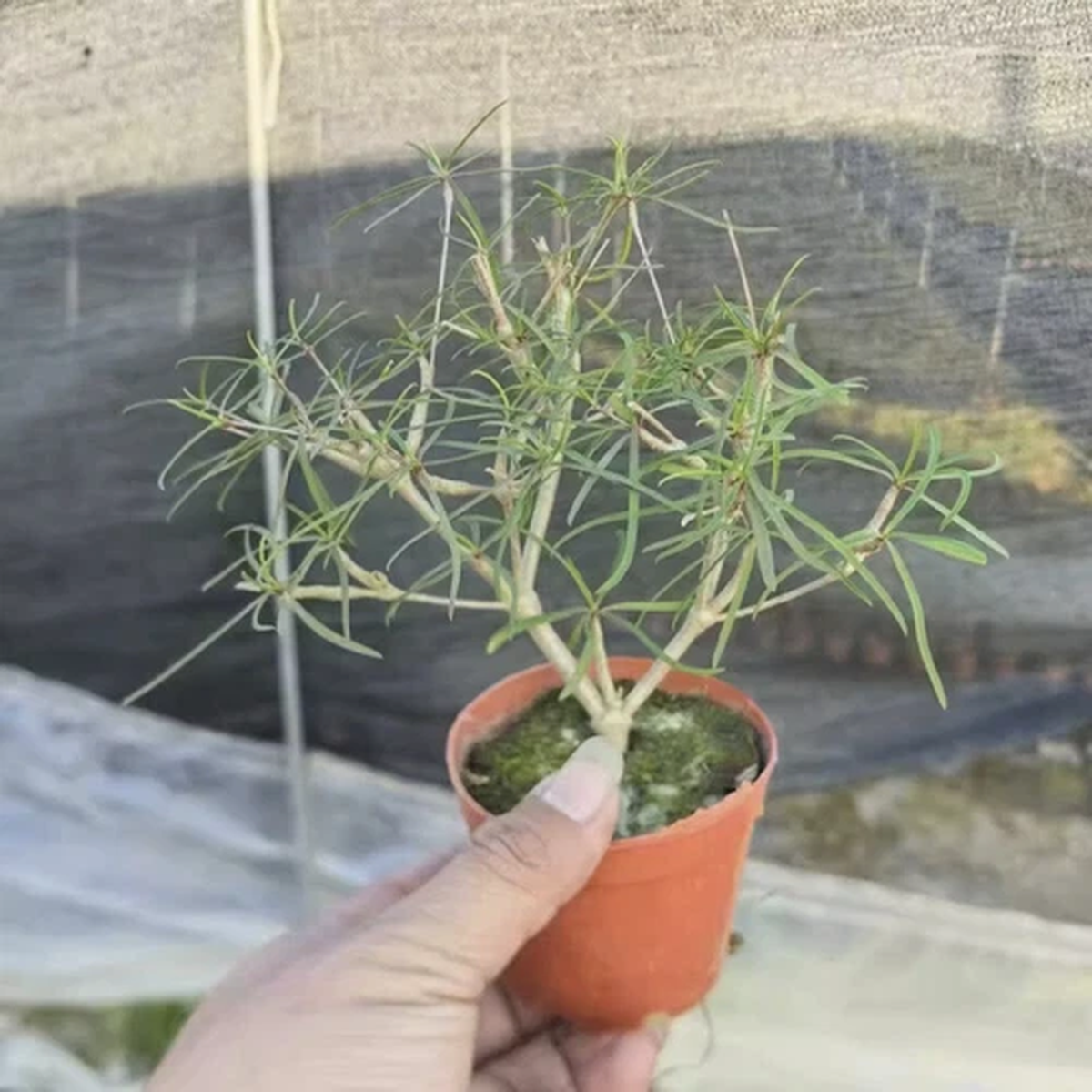 15cm Succulent Cactus Plant Euphorbia Hedyotoides Cactaceae Home Garden Plant