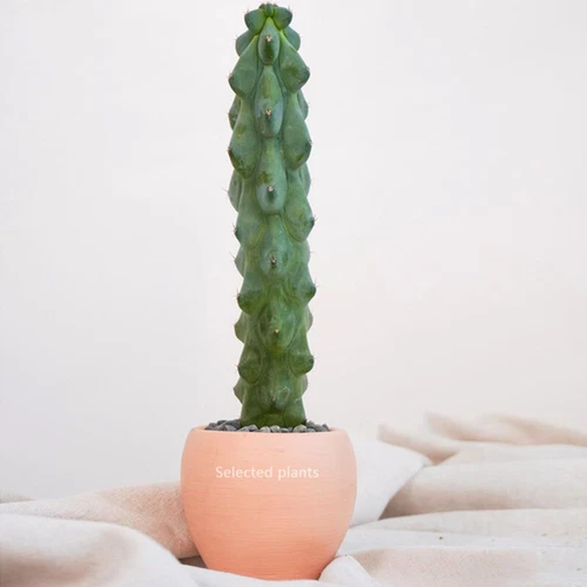 15CM Succulent Cactus Plant Myrtillocactus Geometrizans Fukurokuryuzinbokun