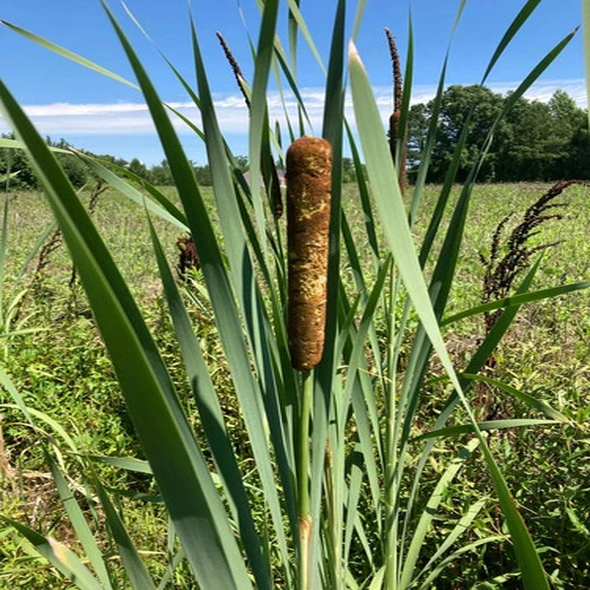 2 LIVE CATTAIL (CAT TAIL) PLANTS **FREE SHIPPING**