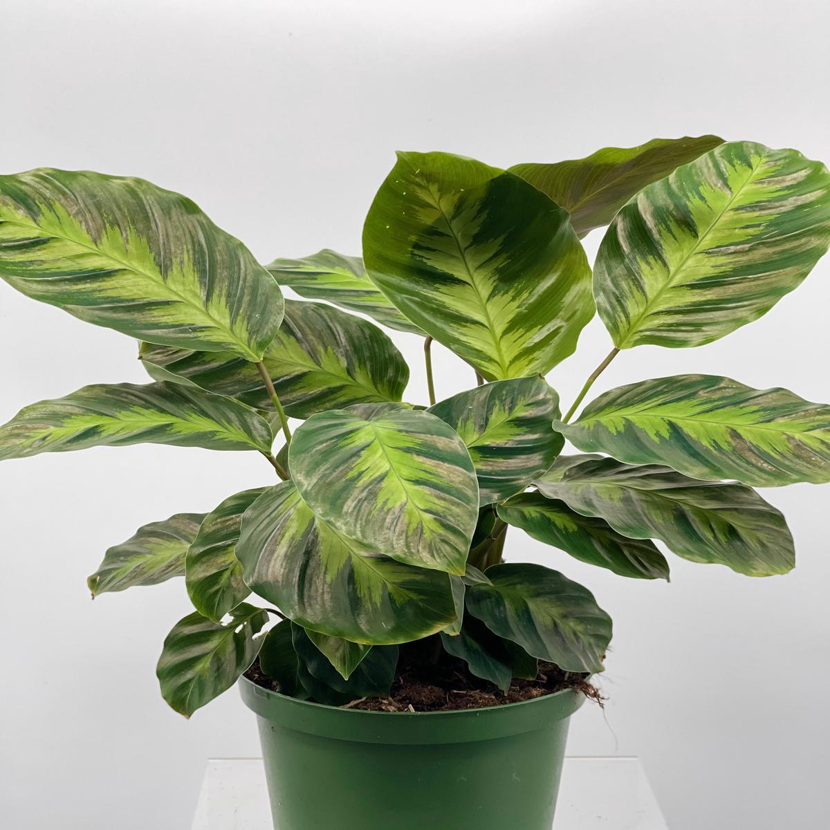 6" Calathea Misto